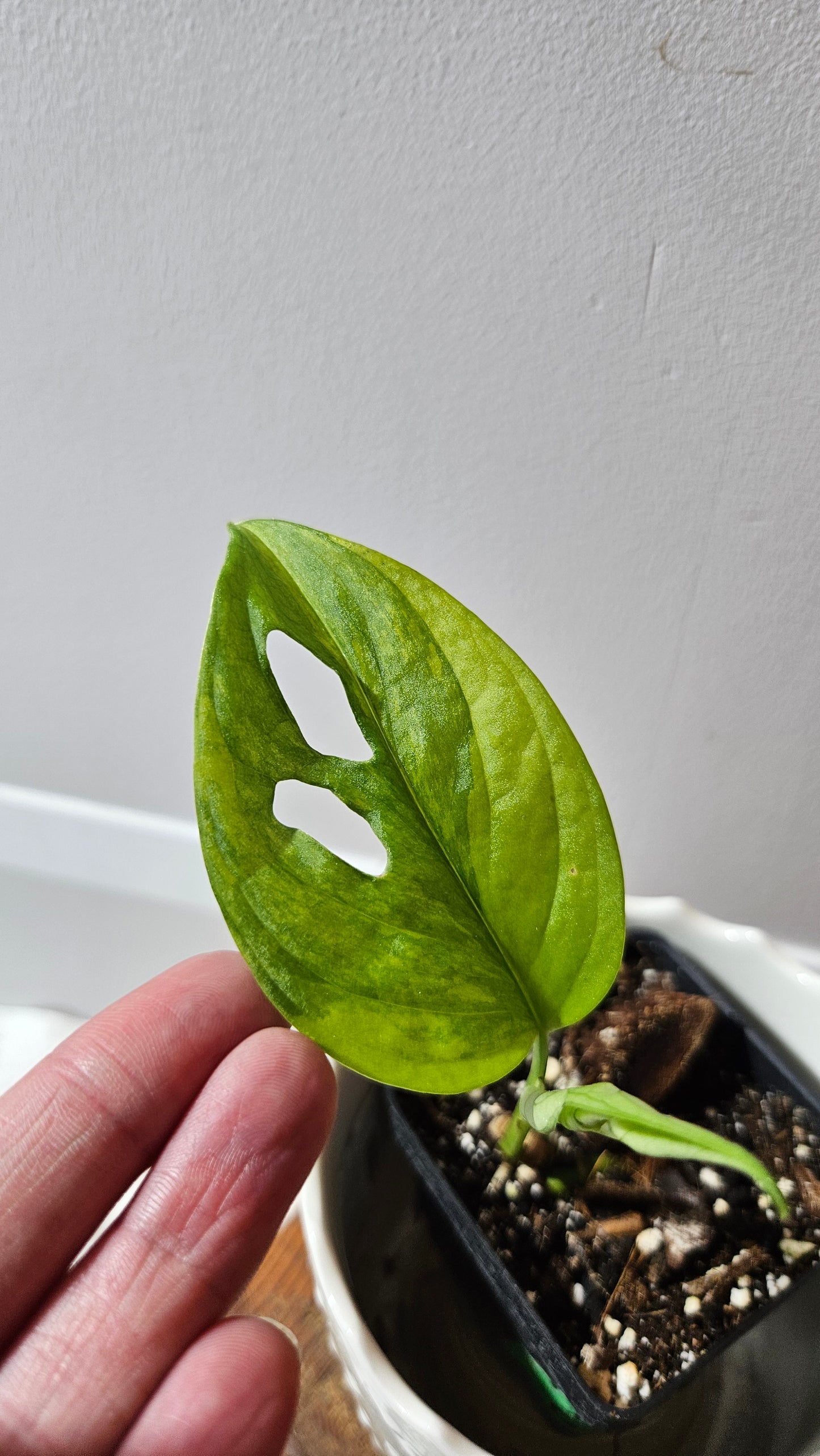 Monstera Andasonii Aurea (MON-217)