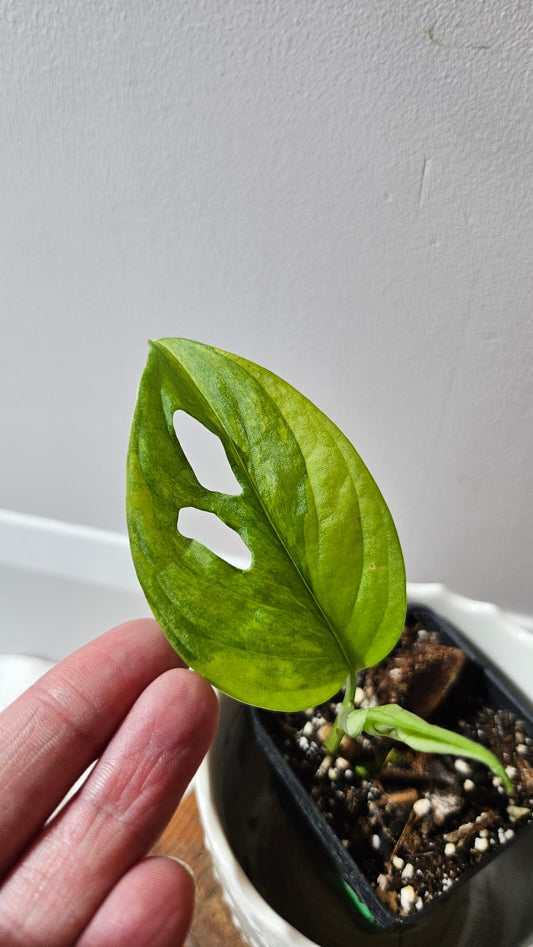Monstera Andasonii Aurea (MON-217)