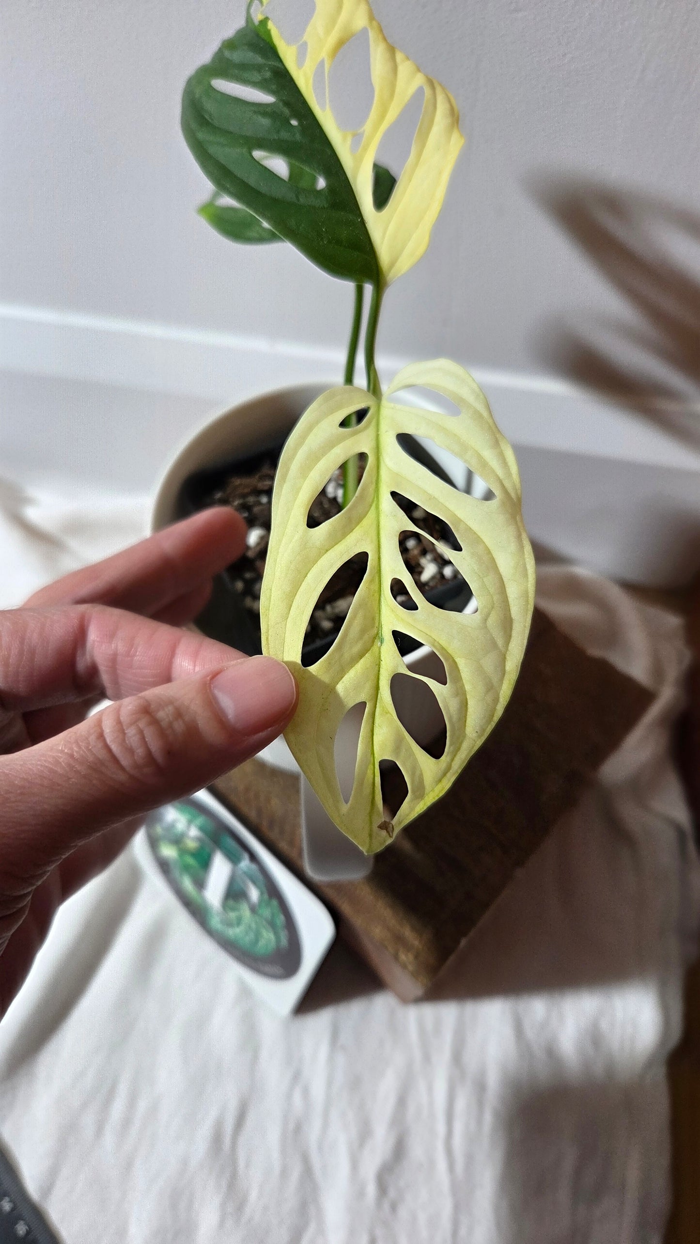 Monstera Andasonii Albo (MON-495)
