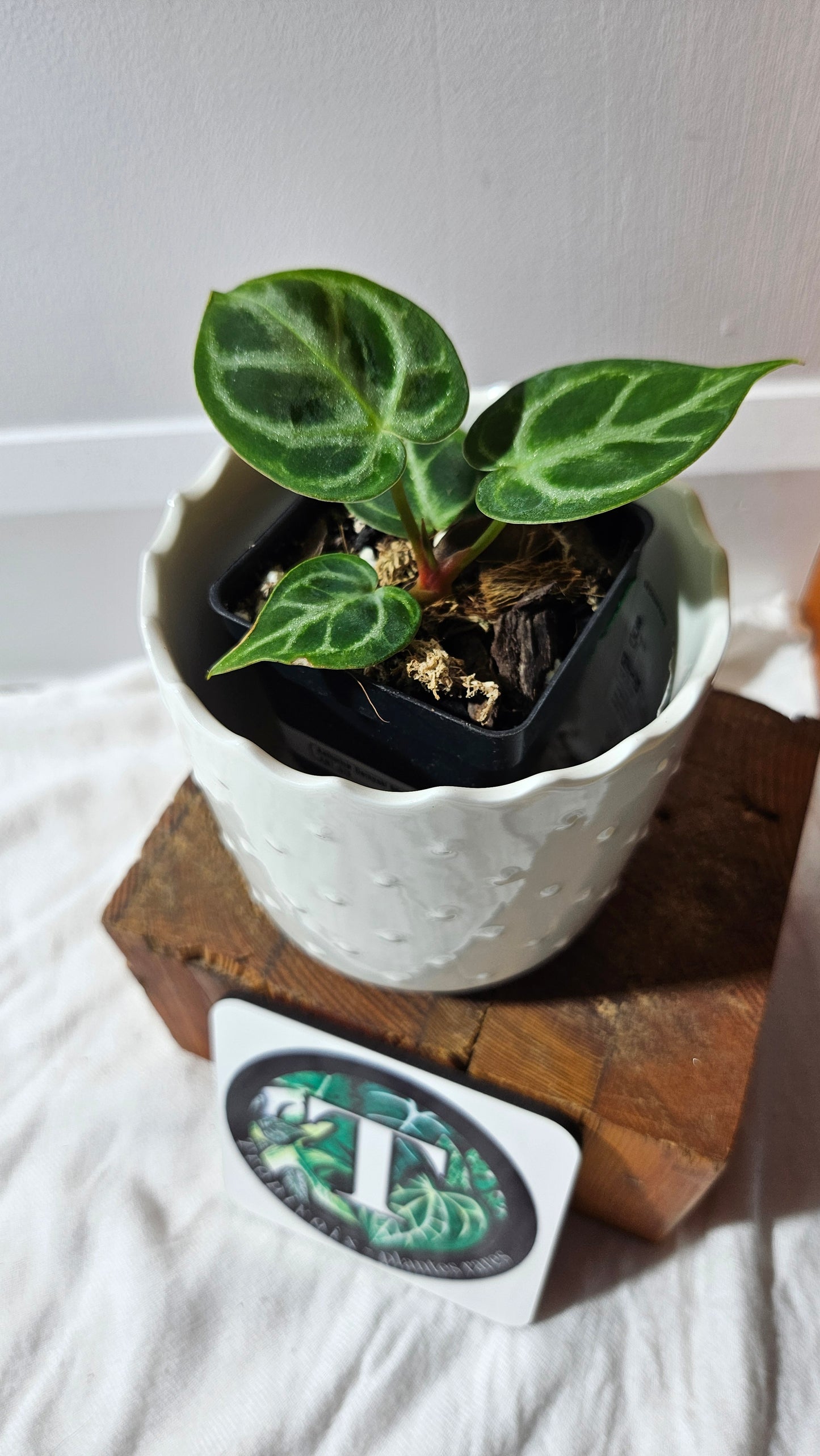 Anthurium Dorayaki Silver "format PETIT"( ANT-576)