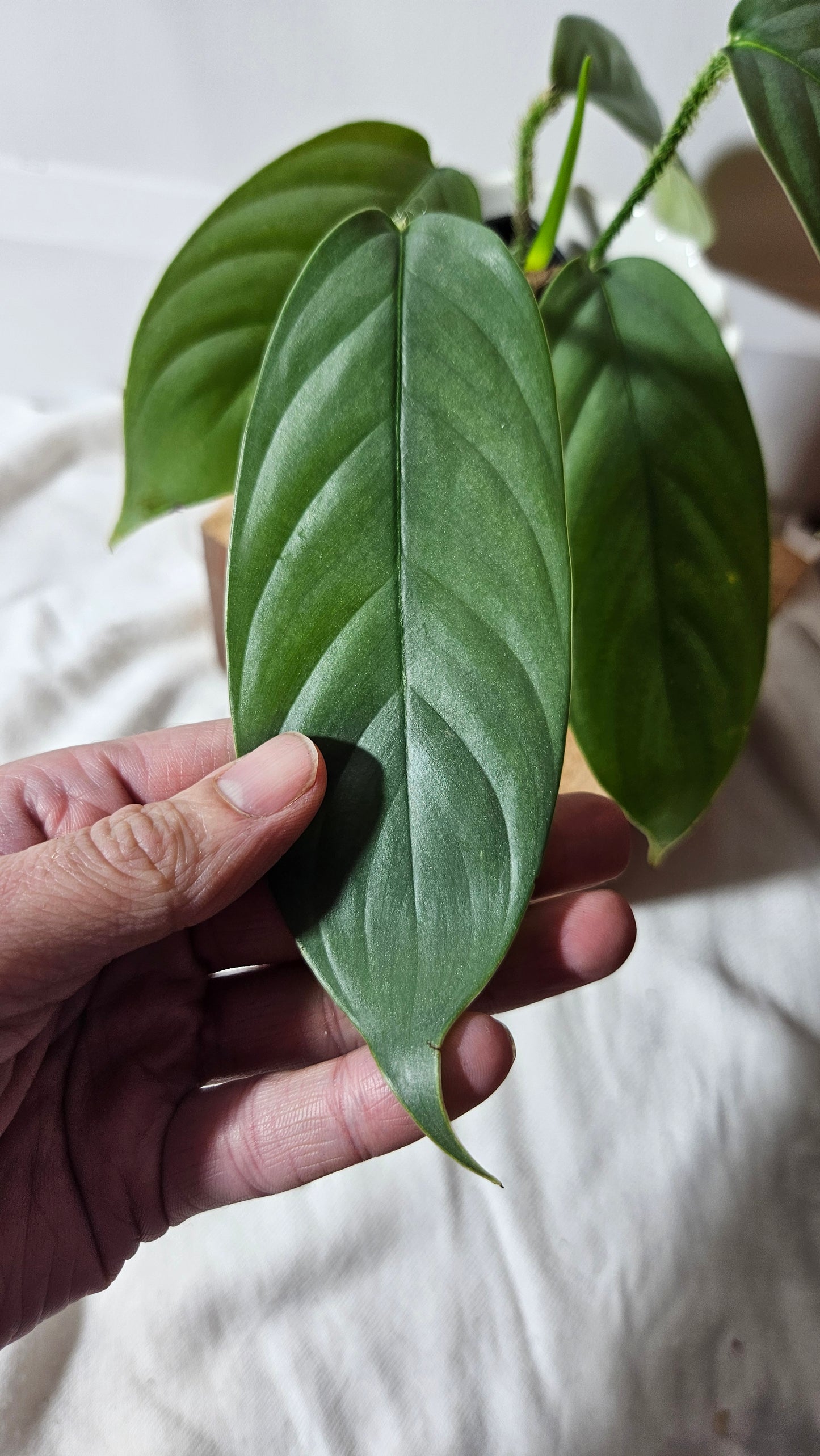 Philodendron Genevievianum Platinum(PHI-673)