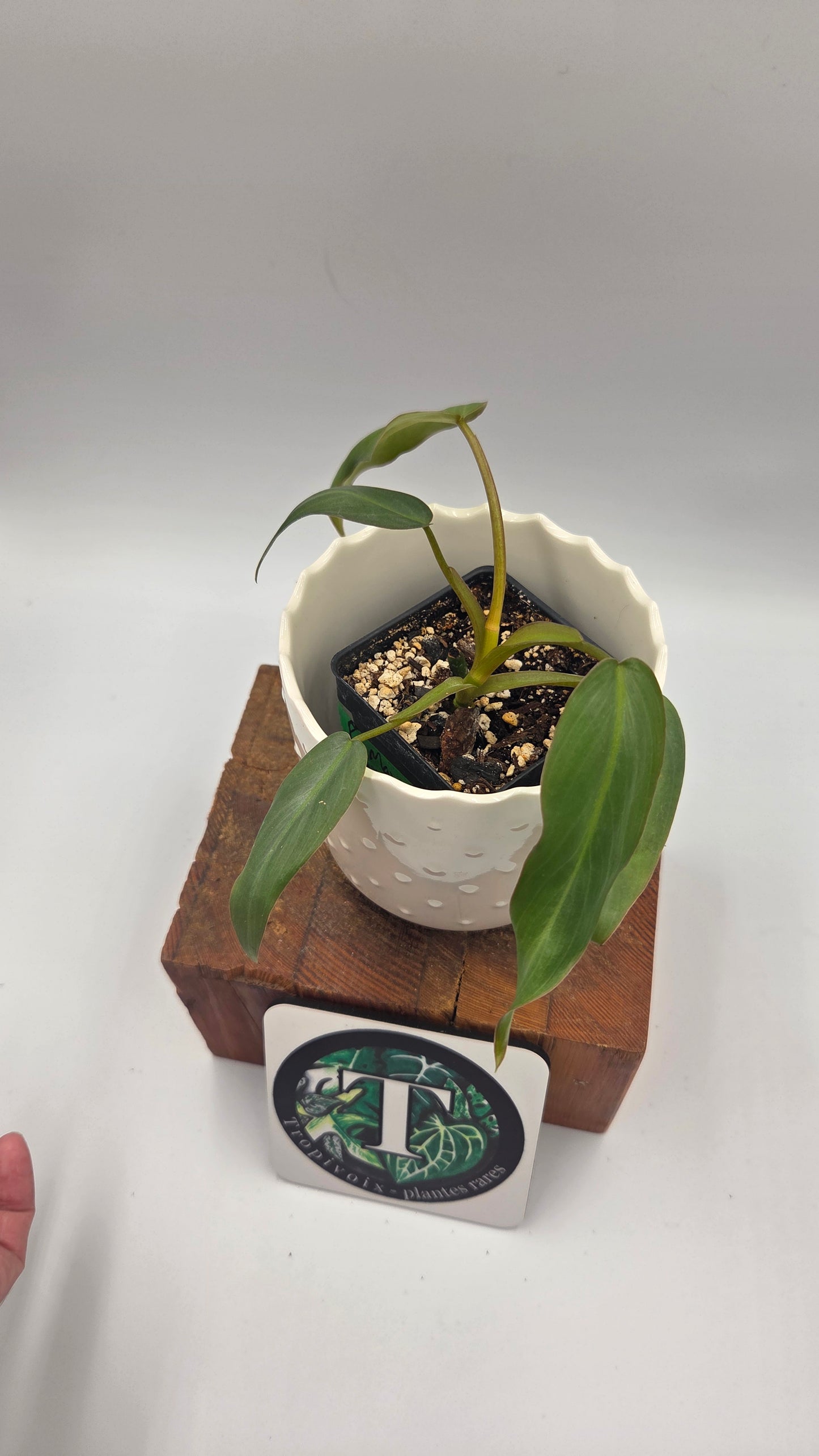 Philodendron Maximum (PHI-1042)