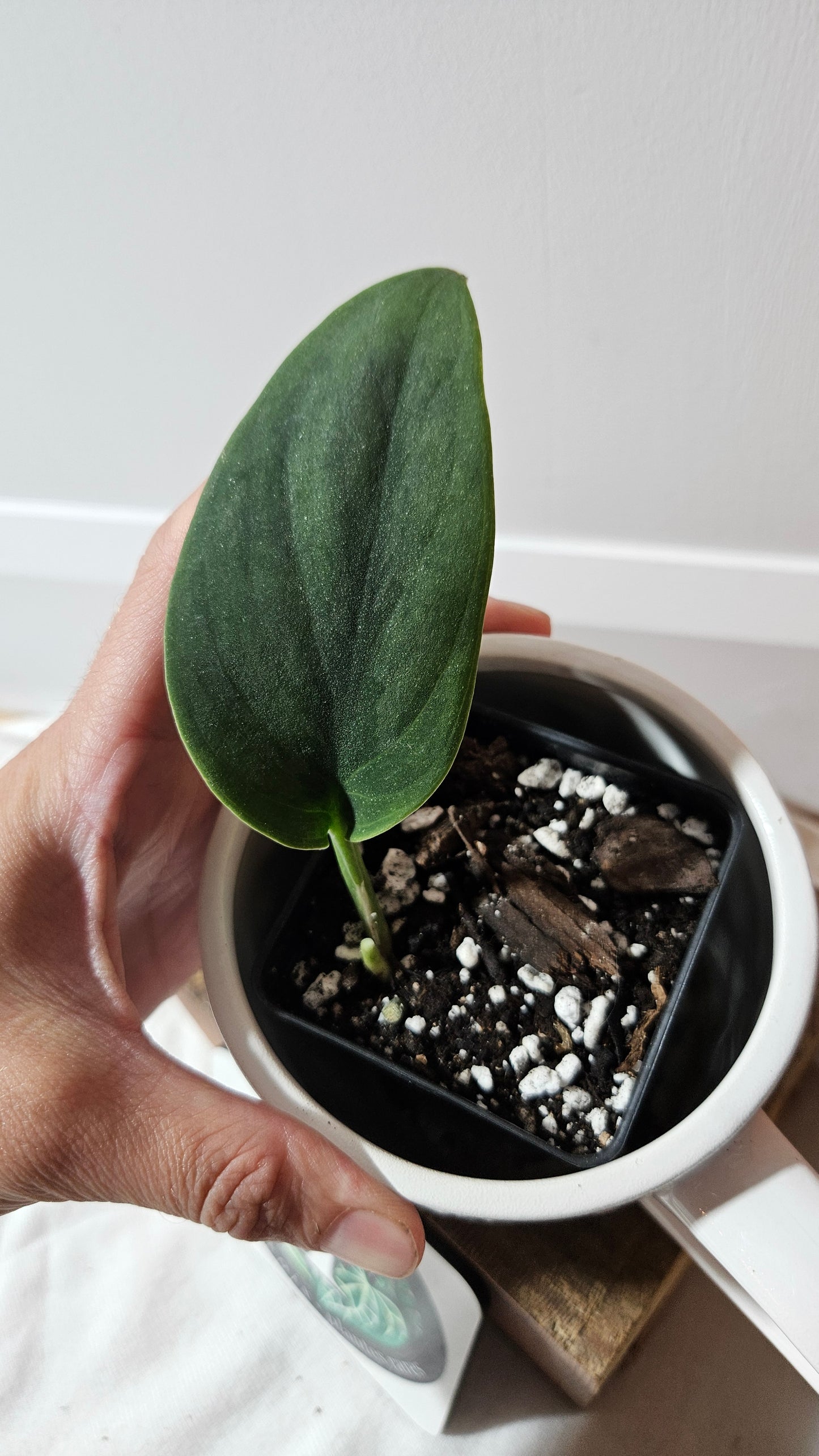 Scindapsus Blurik (SCI-1294)