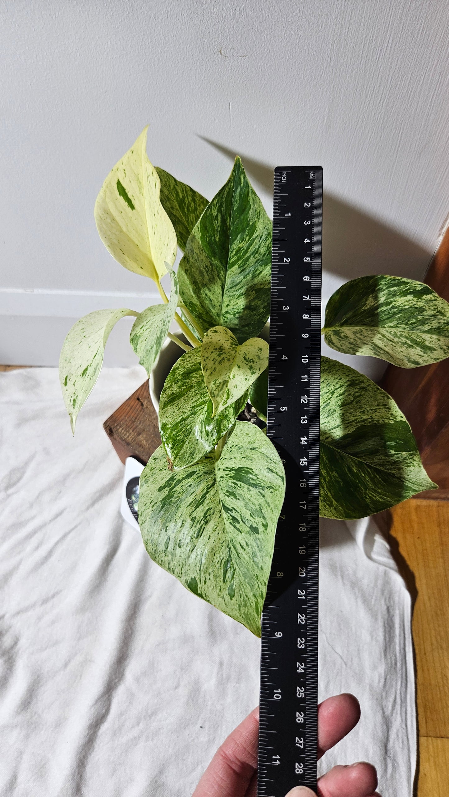 Epipremnum Aureum Marble Queen "version Snow Queen" Mature (EPI-193)