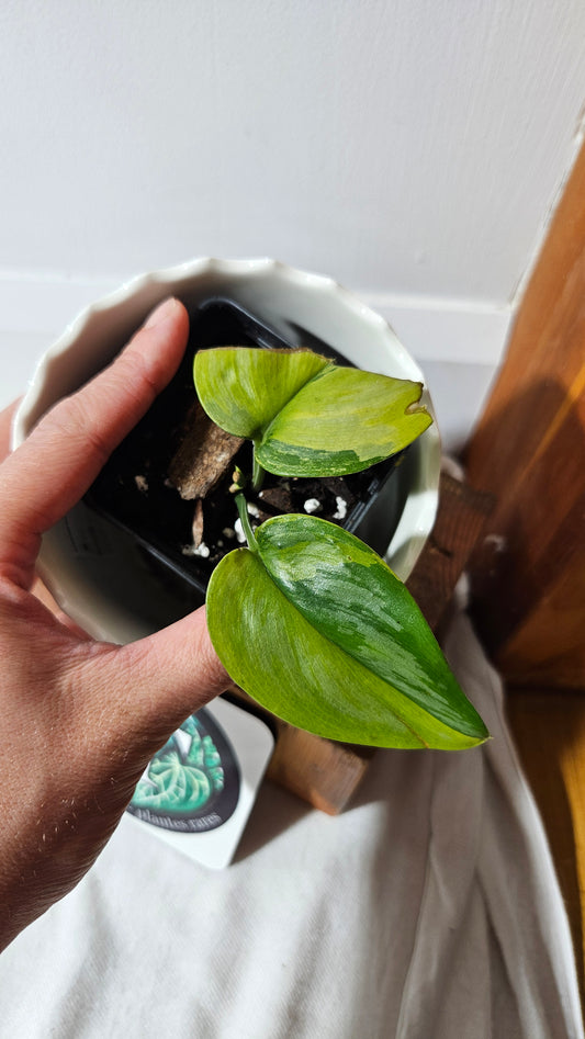 Scindapsus Treubii Moonlight "Green on green" (SCI-1051)