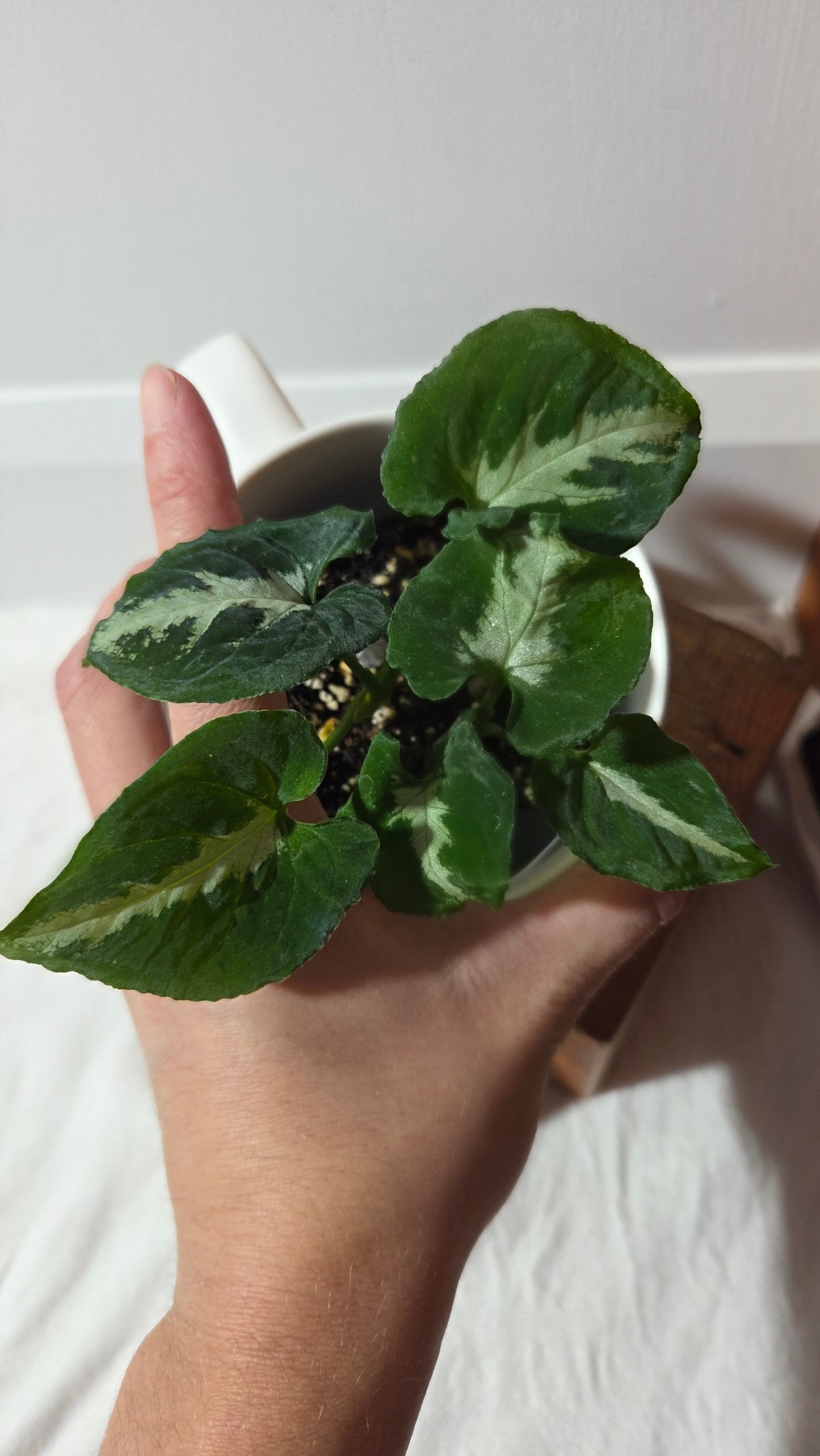 Syngonium Wendlandii "Southern Star"(SYN-483)