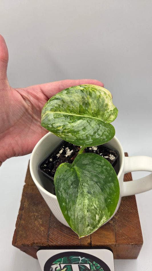Scindapsus Black Dragon Variegata (SCI-1442)