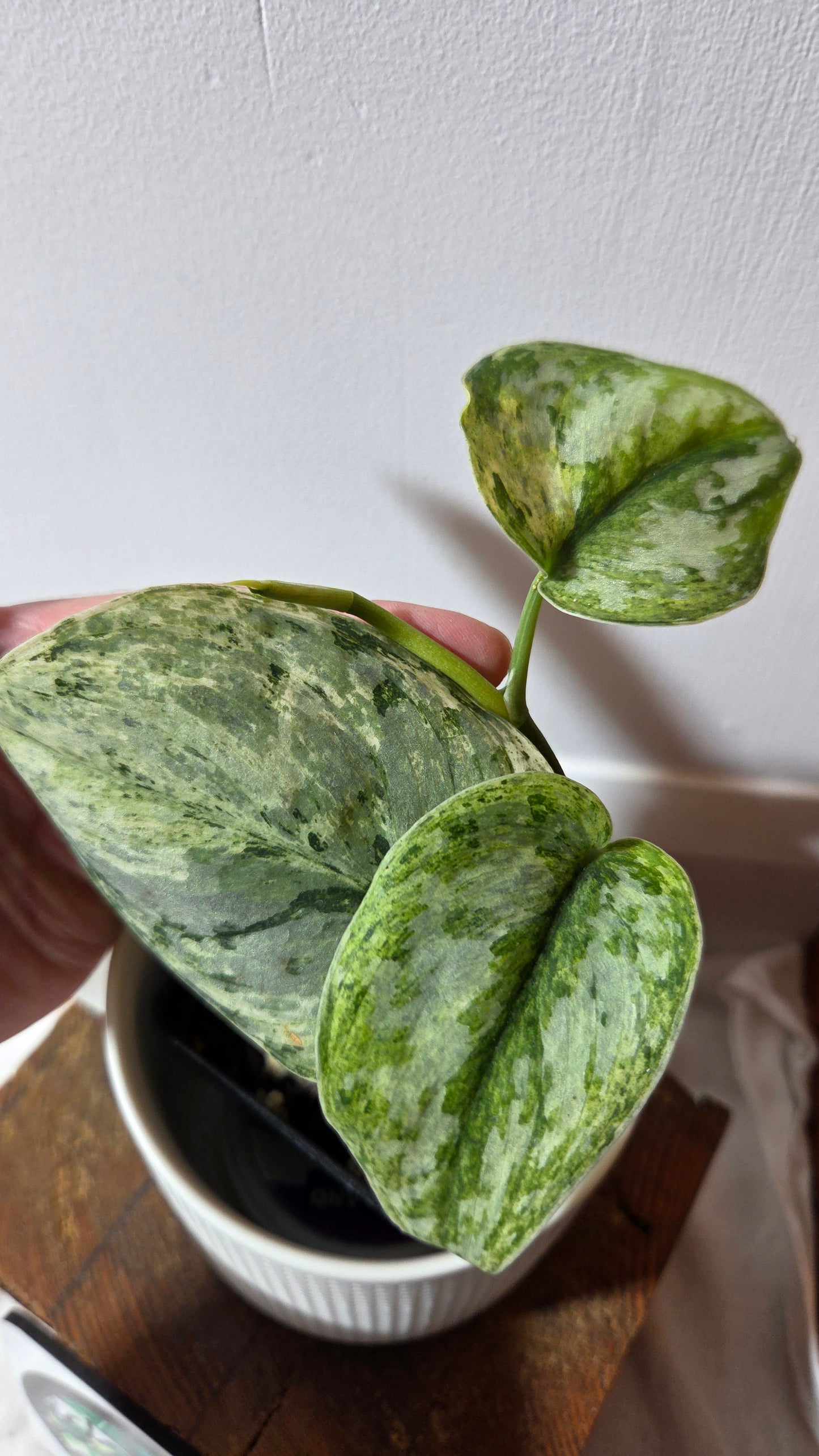 Scindapsus Peasun (SCI-1354)