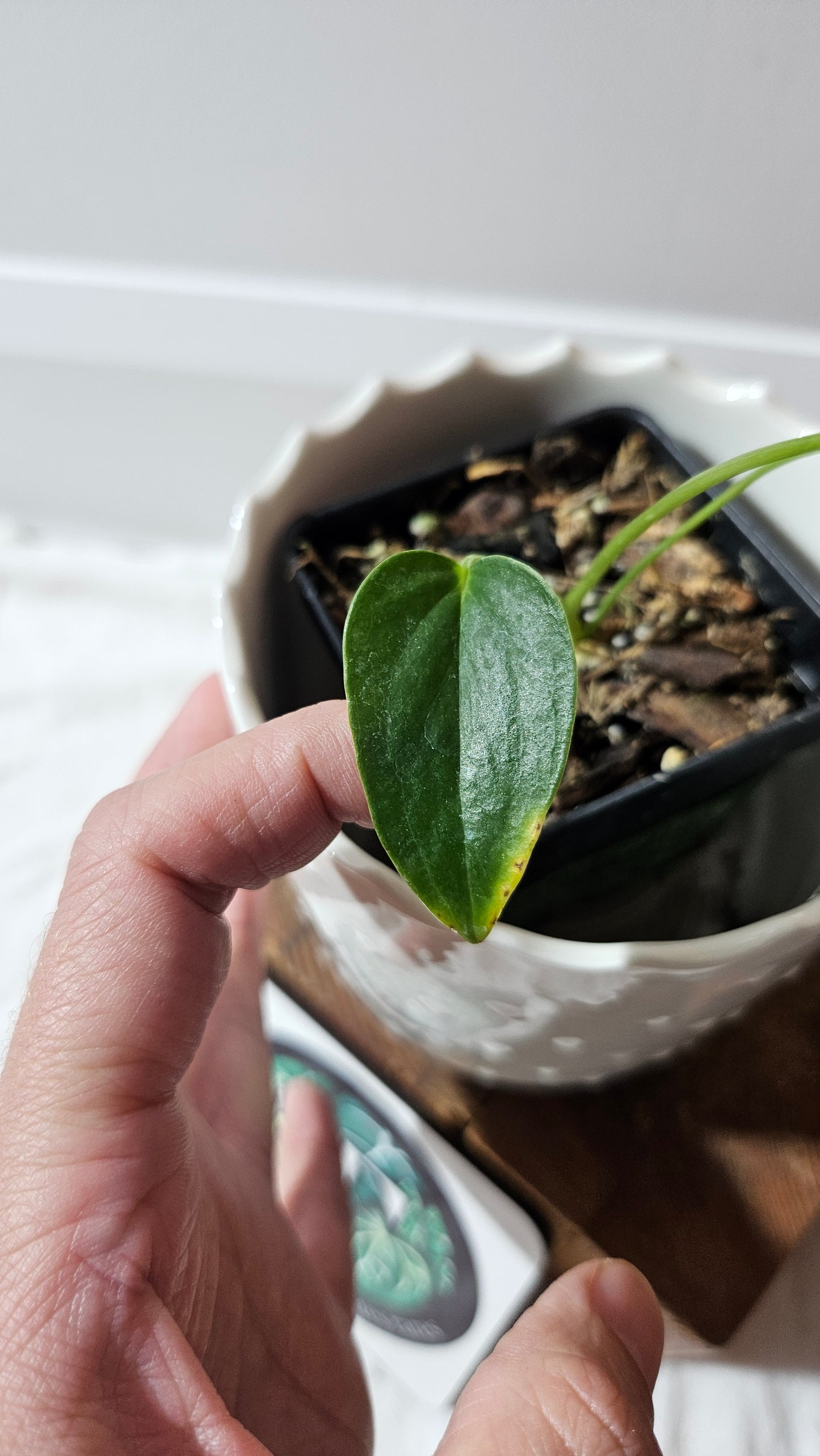 Anthurium Modeanum "format PETIT" (ANT-625)