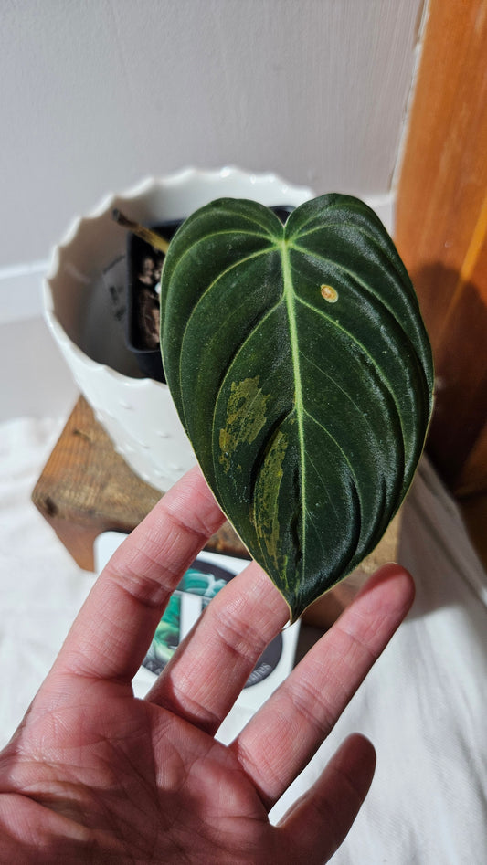 Philodendron Melanochrysum Variegata (PHI-868)