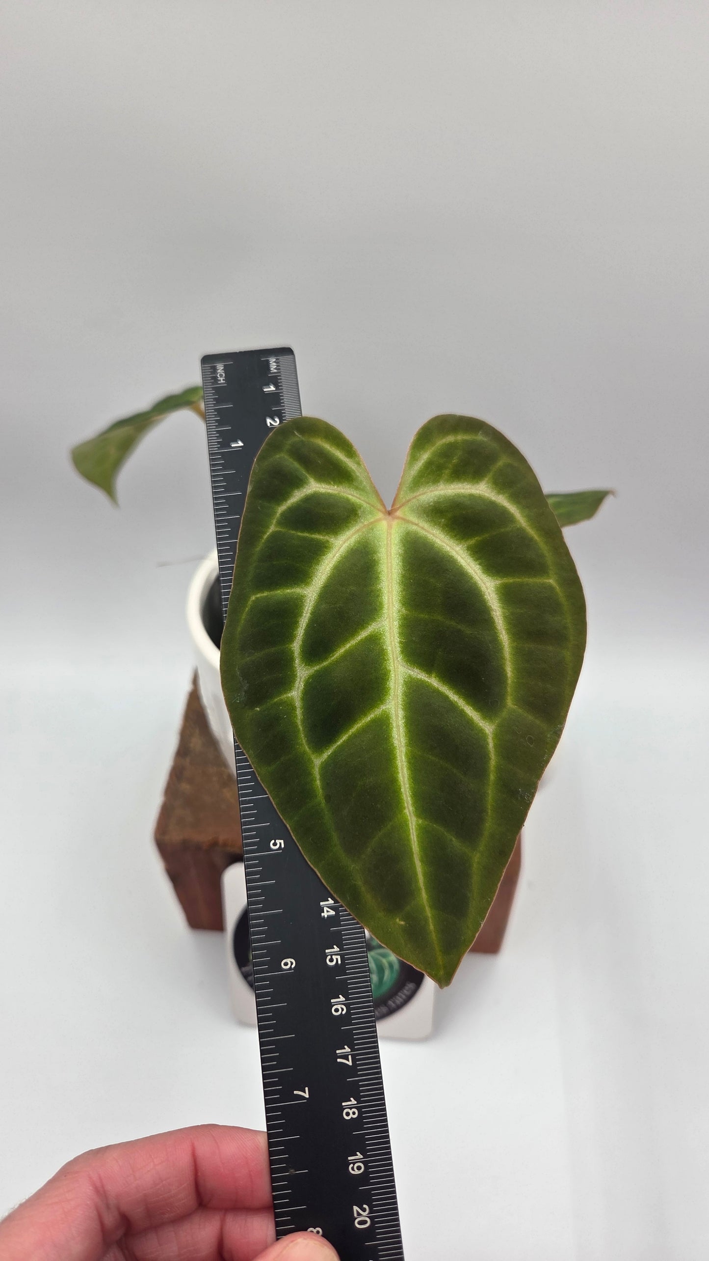 Anthurium Besseae Aff Pink "Format MOYEN" (ANT-675)