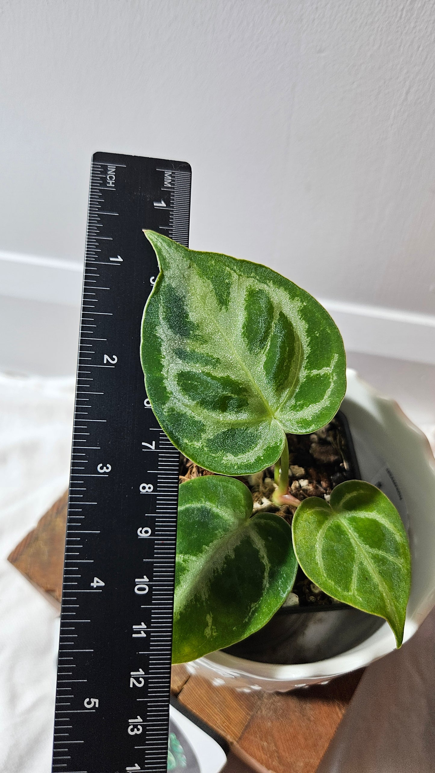 Anthurium Dorayaki Silver "format PETIT"( ANT-571)