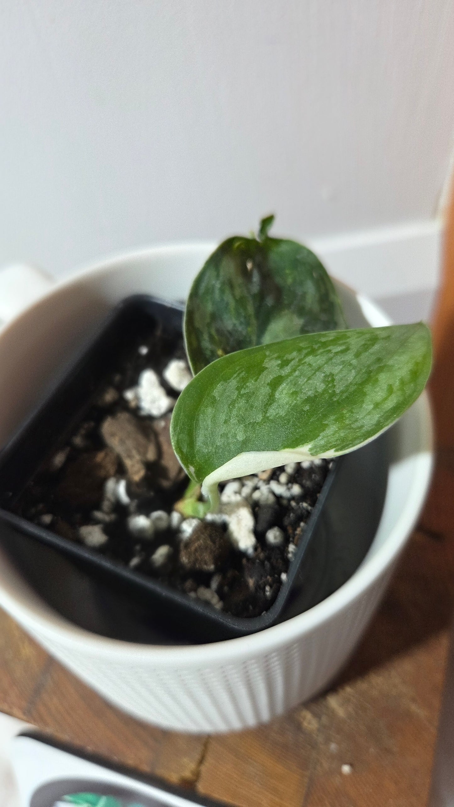 Scindapsus Silver Tattoo Variegata (SCI-1361)