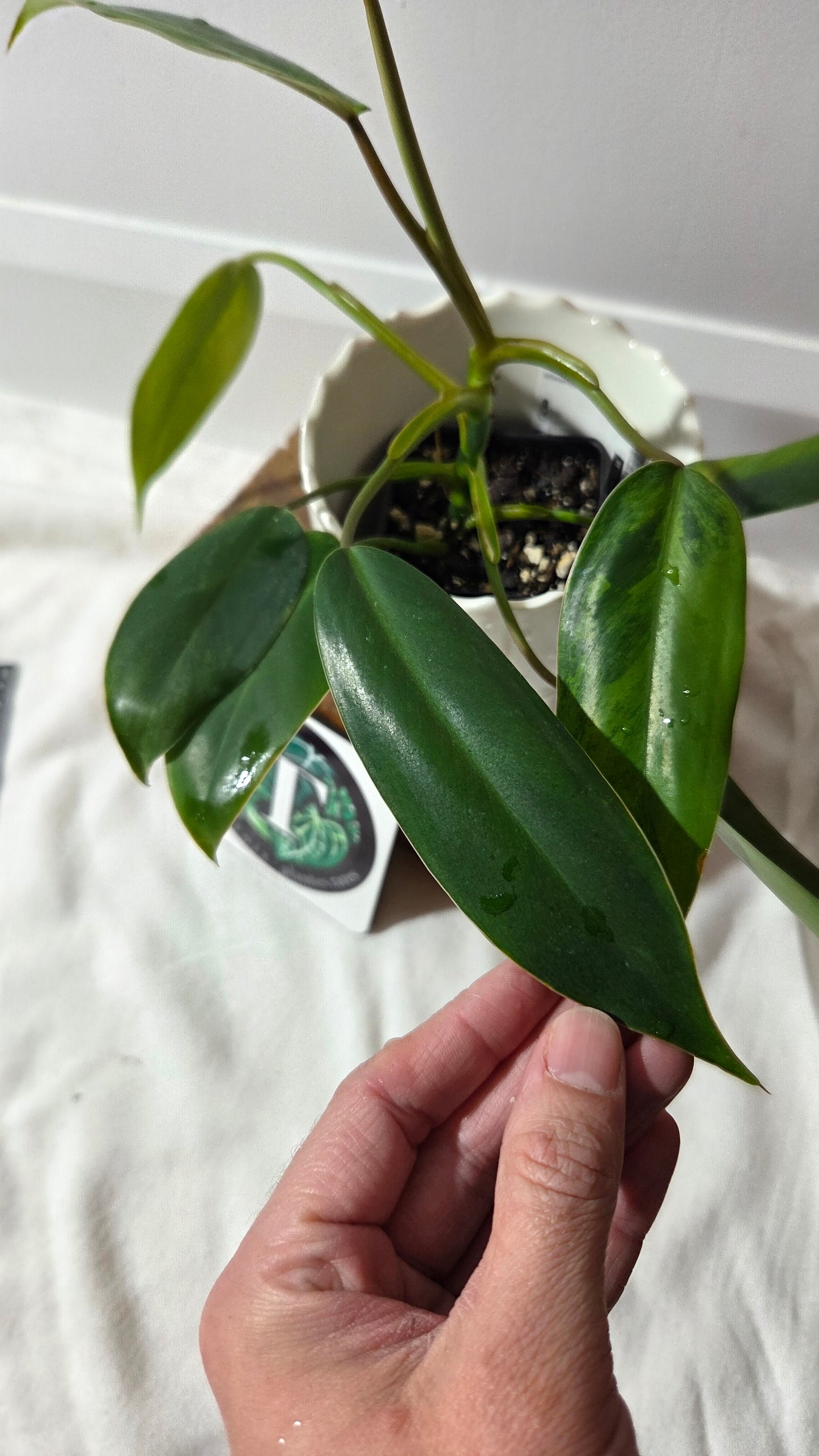 Philodendron Avocado Shake (PHI-1014)