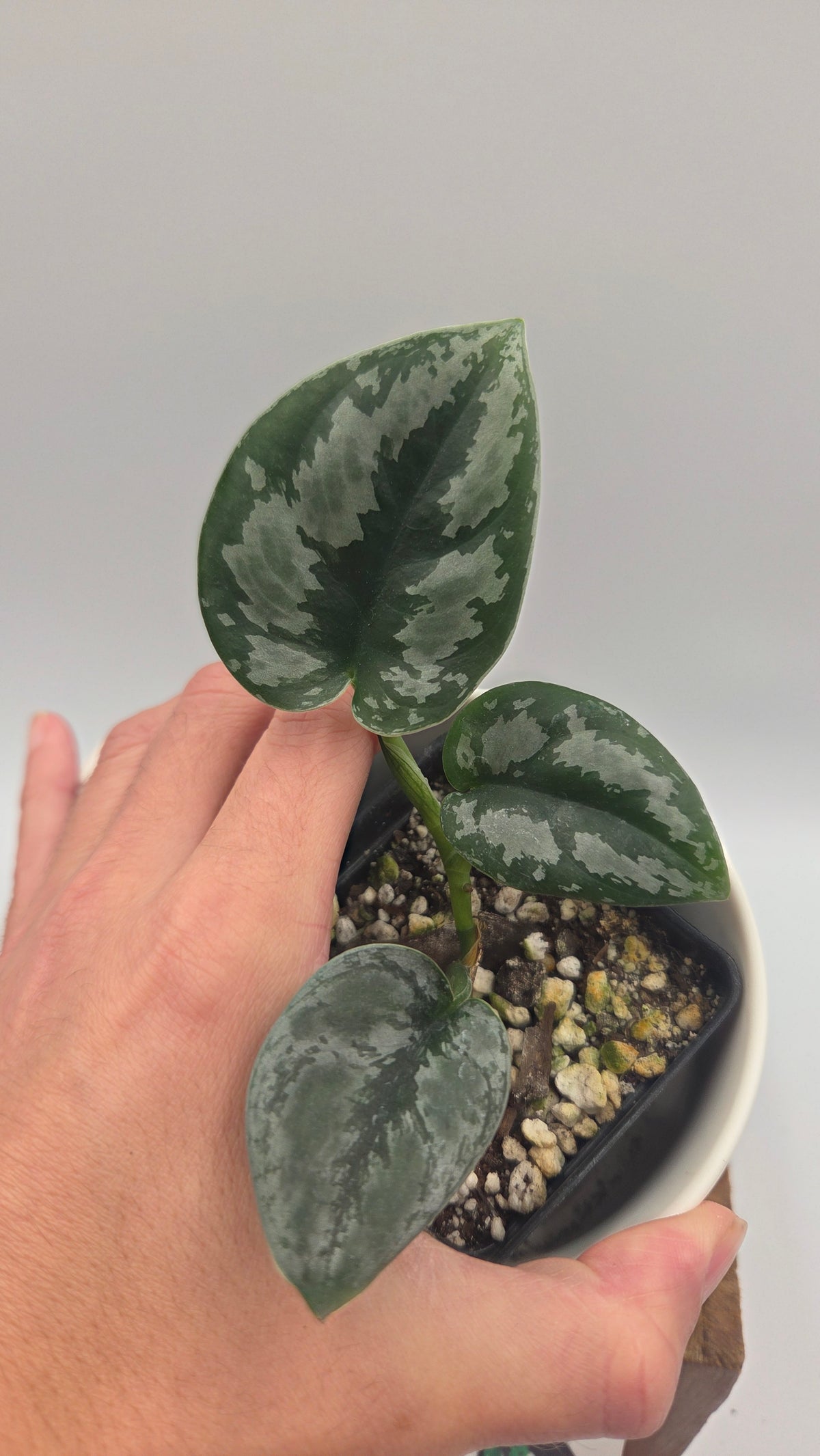 Scindapsus Dark Tricolore (SCI-1221)