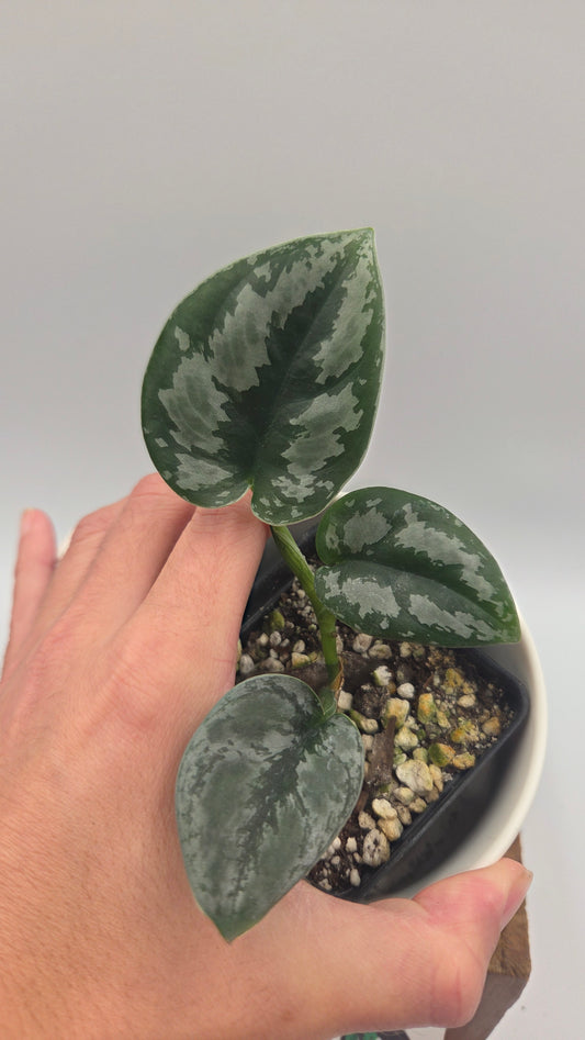 Scindapsus Dark Tricolore (SCI-1221)