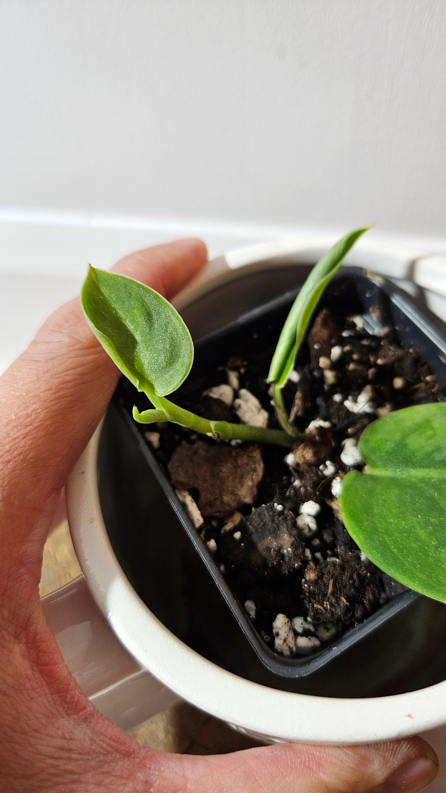 Scindapsus Blurik (SCI-1296)