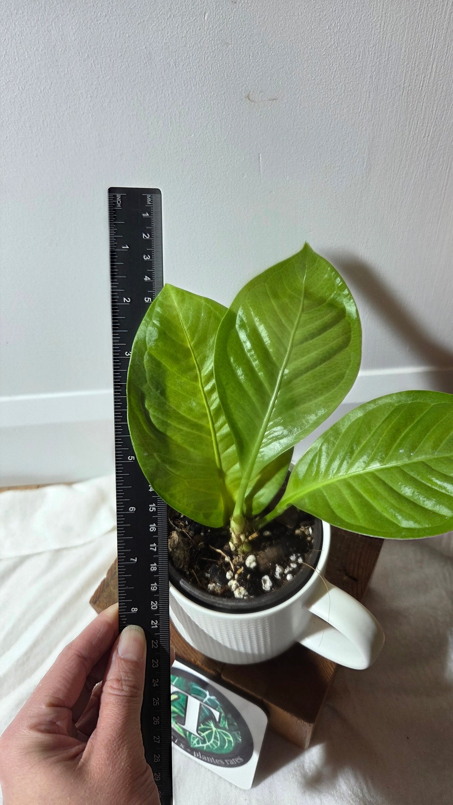 Anthurium Oxycarpum X Reflexinervium "format MOYEN"(ANT-193)