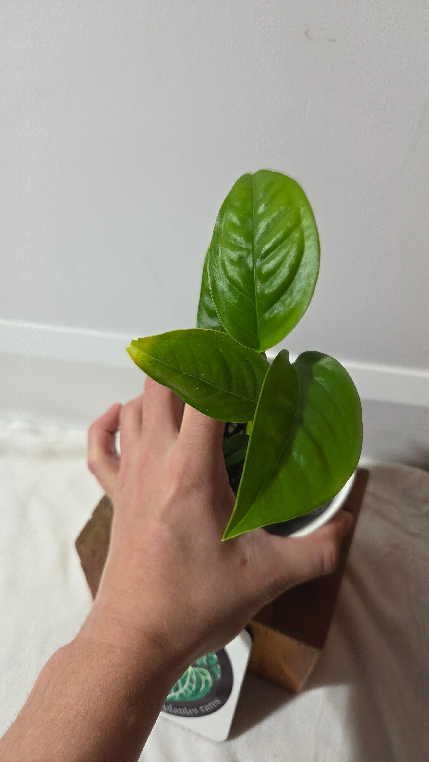 Monstera Obliqua Aff Limon (MON-524)