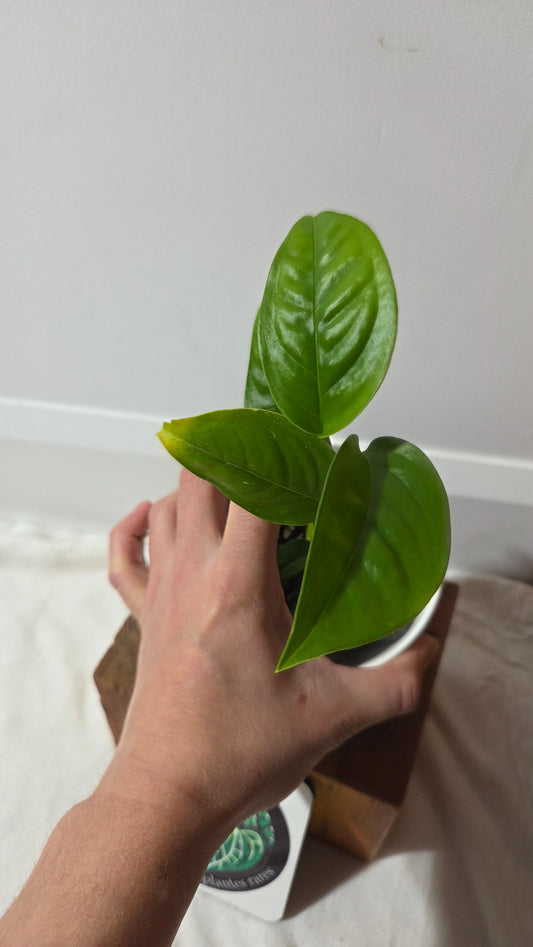 Monstera Obliqua Aff Limon (MON-524)