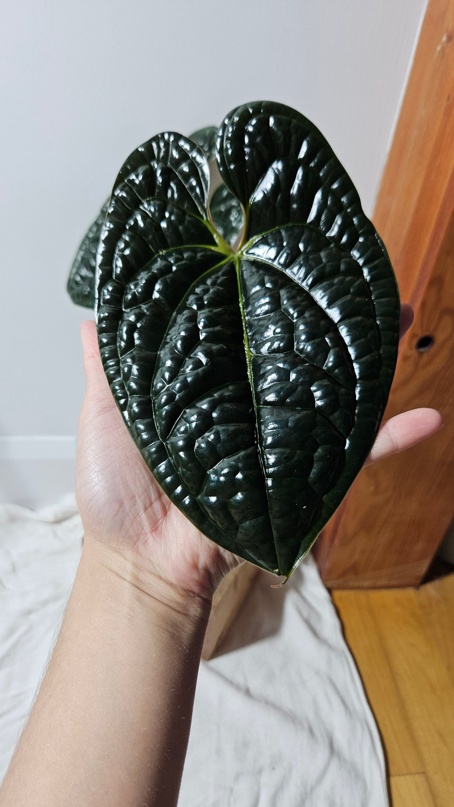 Anthurium Luxurian Round Form "format LARGE" (ANT-130)