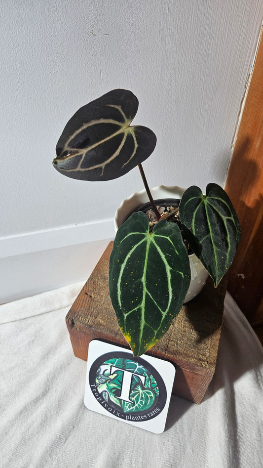 Anthurium  Carlablackiae (d'équateur) "format MOYEN" (ANT-392)