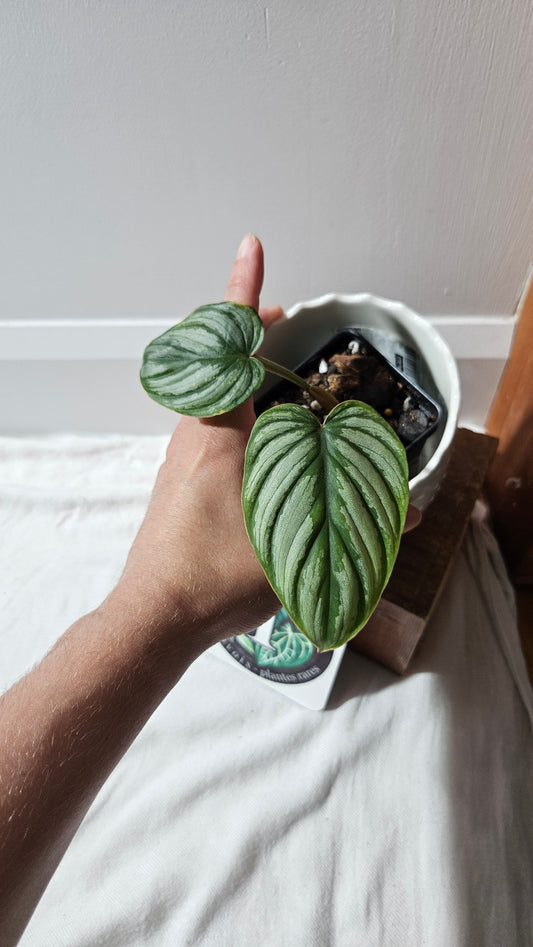 Philodendron Mamei White (PHI-872)