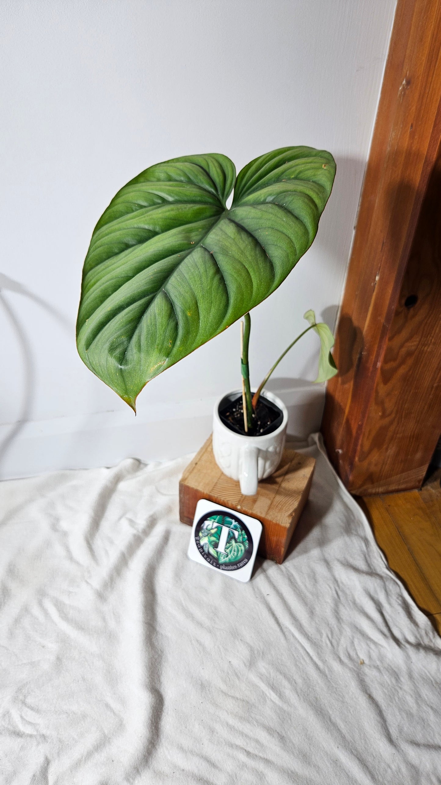 Philodendron Aff Colombia (PHI-640)