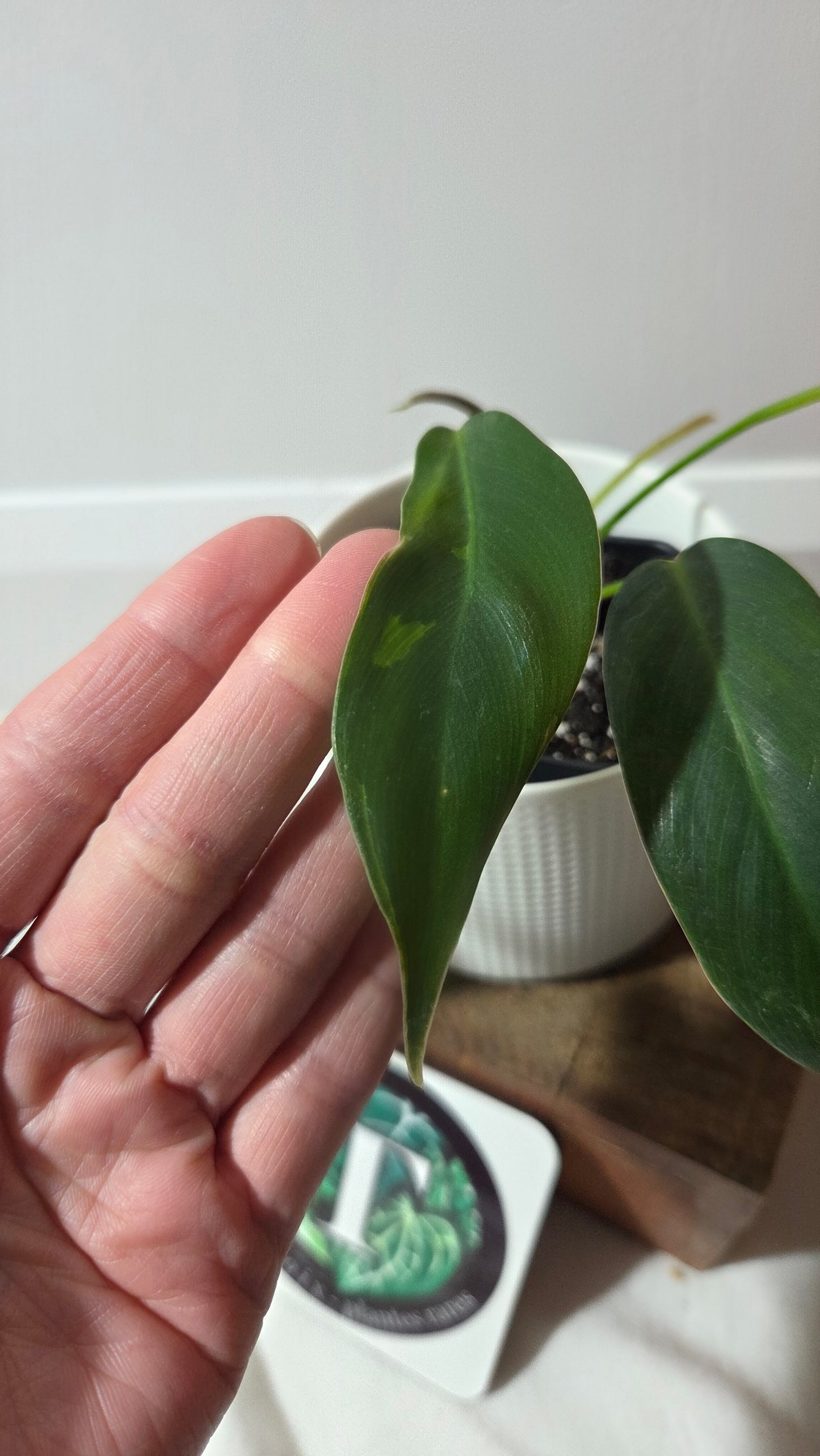 Philodendron Amazon Spirit  (Patriciae X Spiritus Sancti)       (PHI-978)