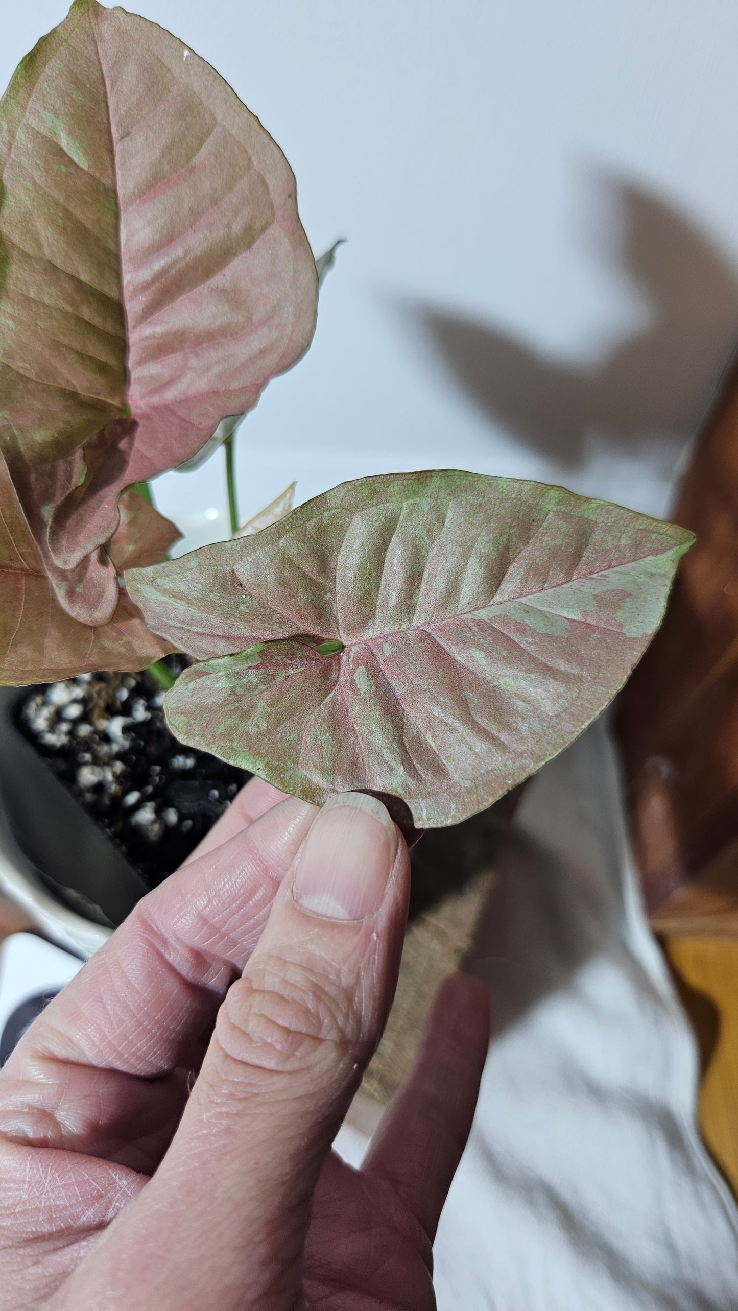 Syngonium Pink Candy(SYN-335)