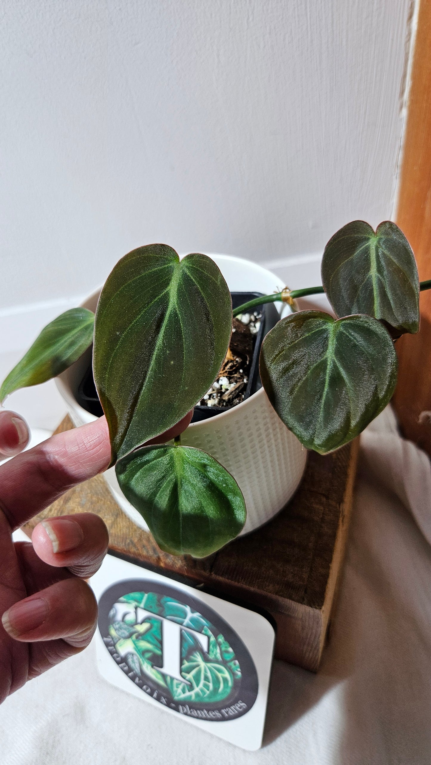 Philodendron Mican Var. REVERT (PHI-950)