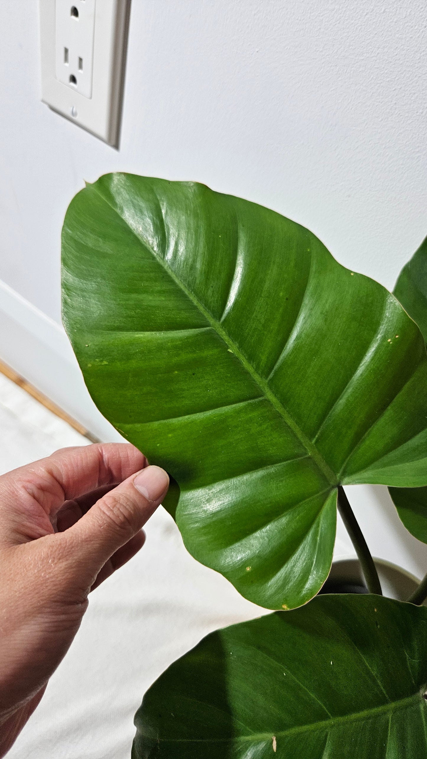 Philodendron Jungle Fever (PHI-822)