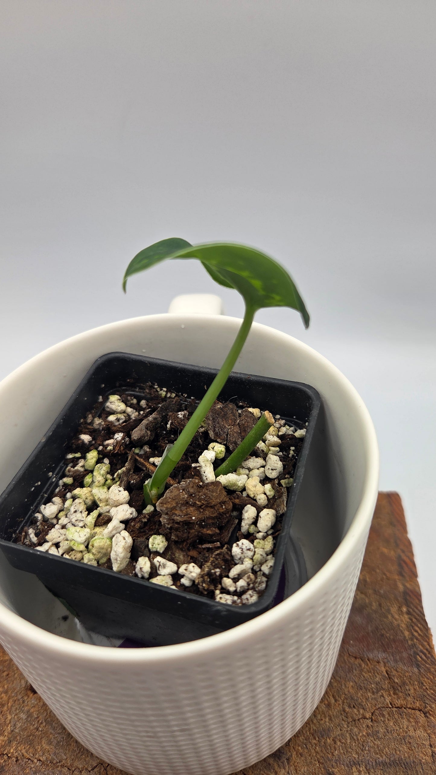 Scindapsus Macan (SCI-1510)