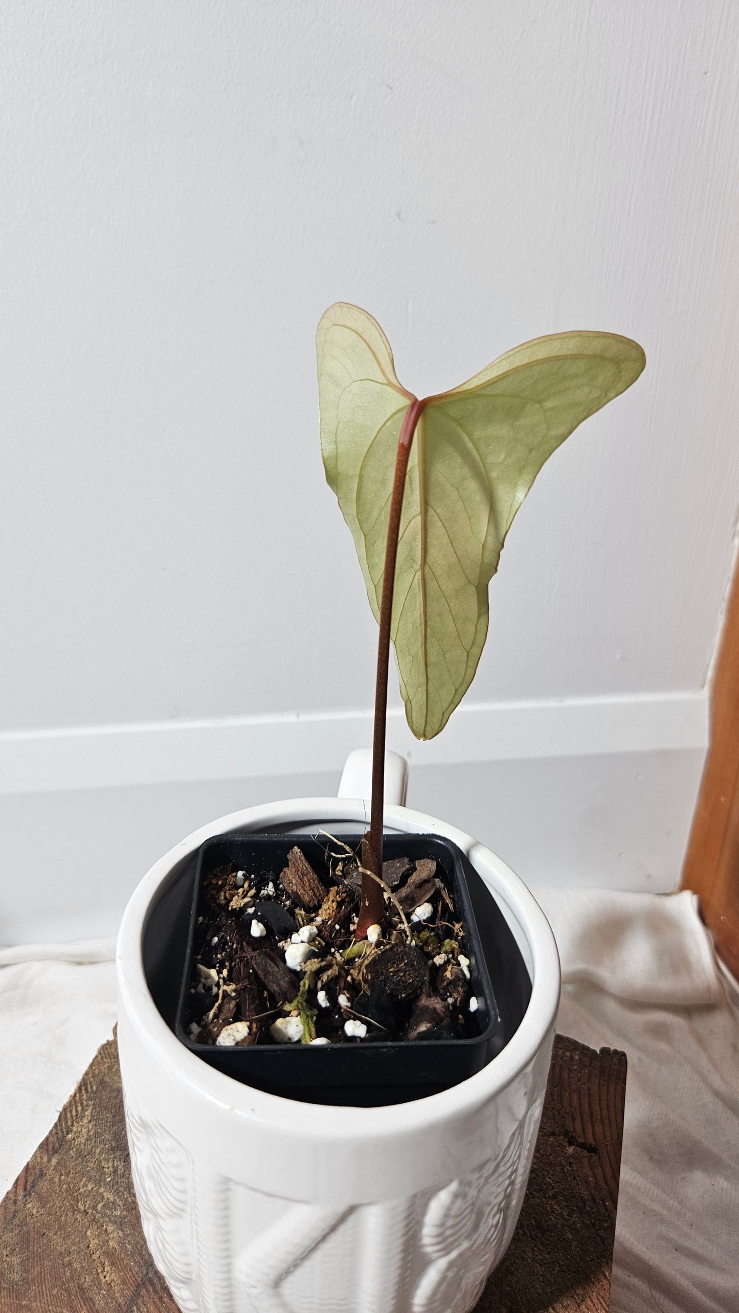 Anthurium  Pinkleyi "format PETIT" (ANT-188)