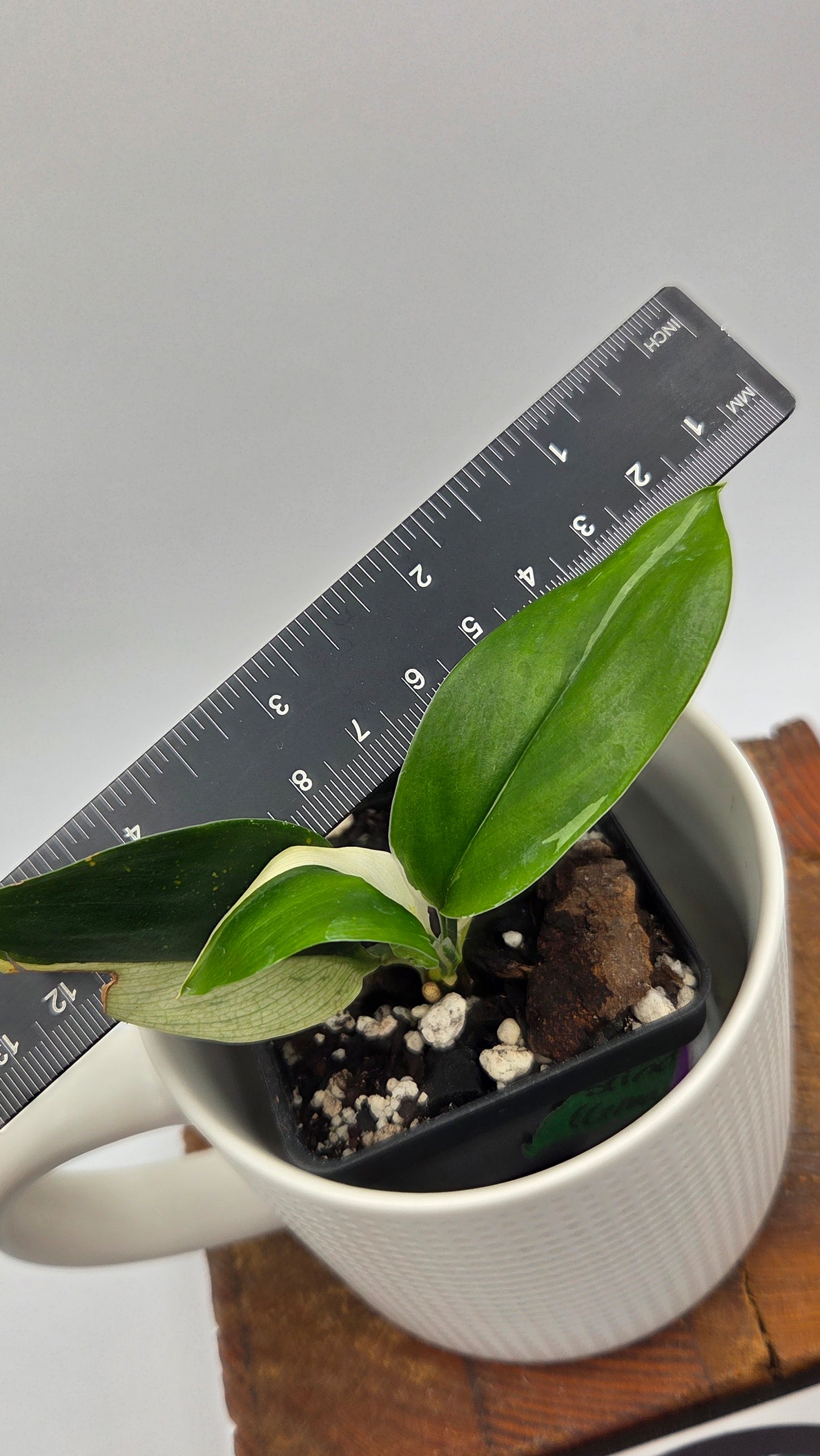 Scindapsus Treubii Dark Form albo (SCI-1264)