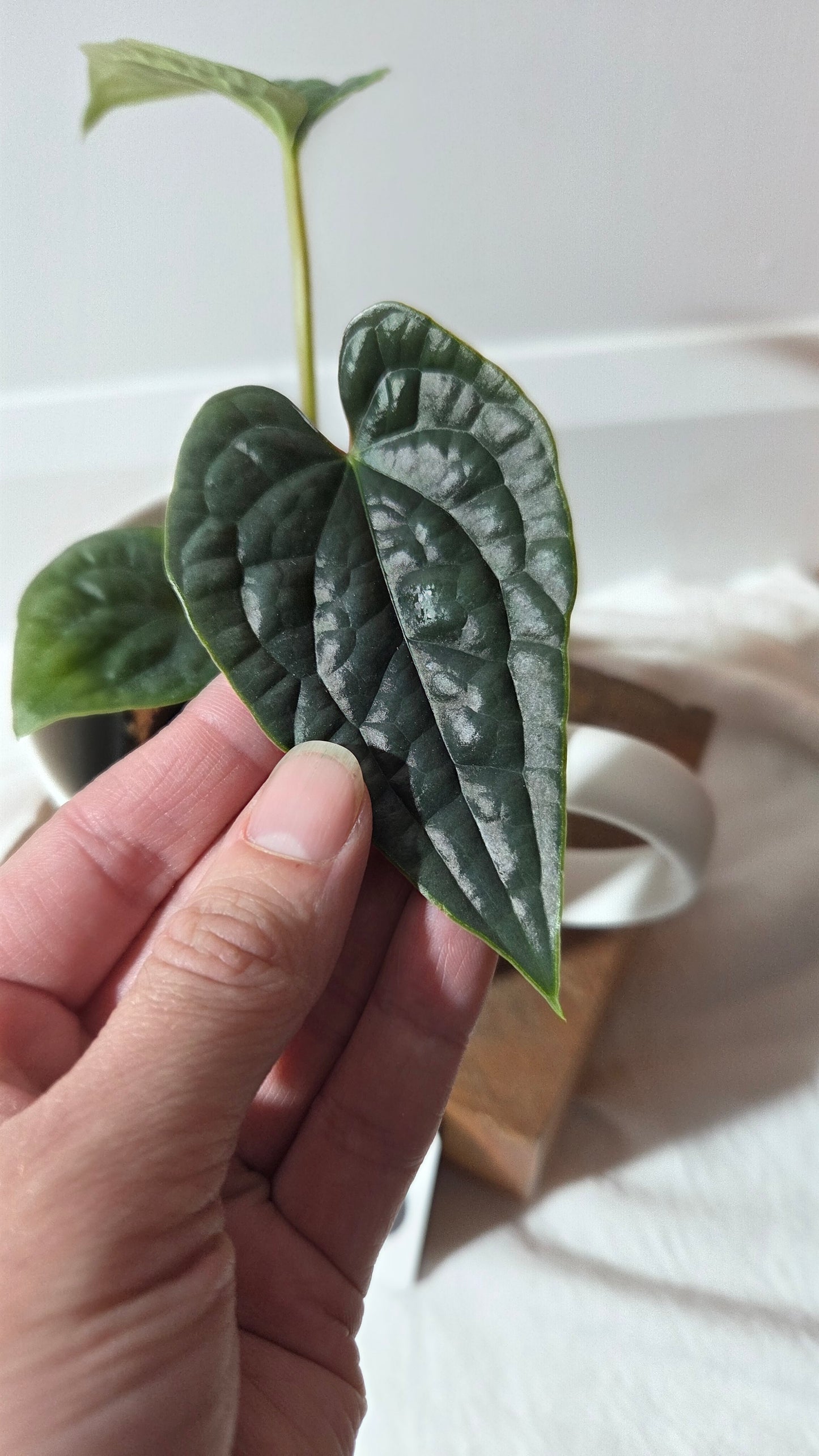 Anthurium Luxurians super Velvet  "format PETIT" (ANT-645)