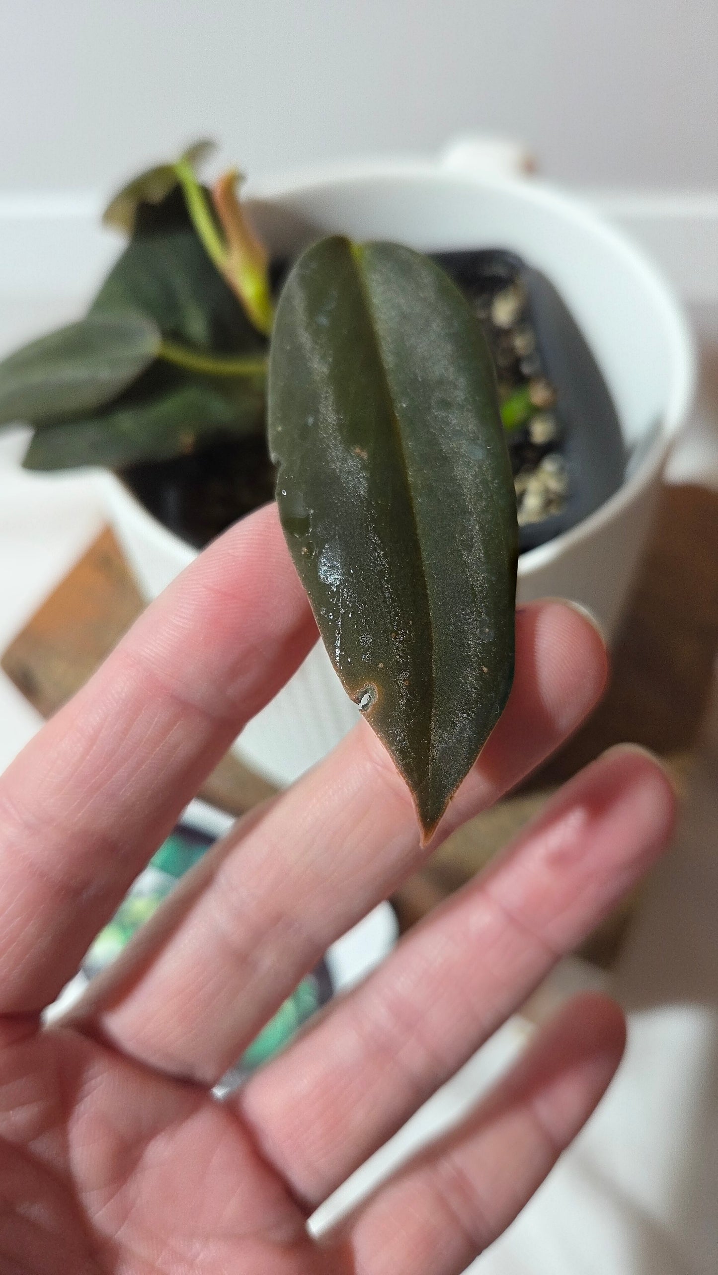 Philodendron Gigas (PHI-970)