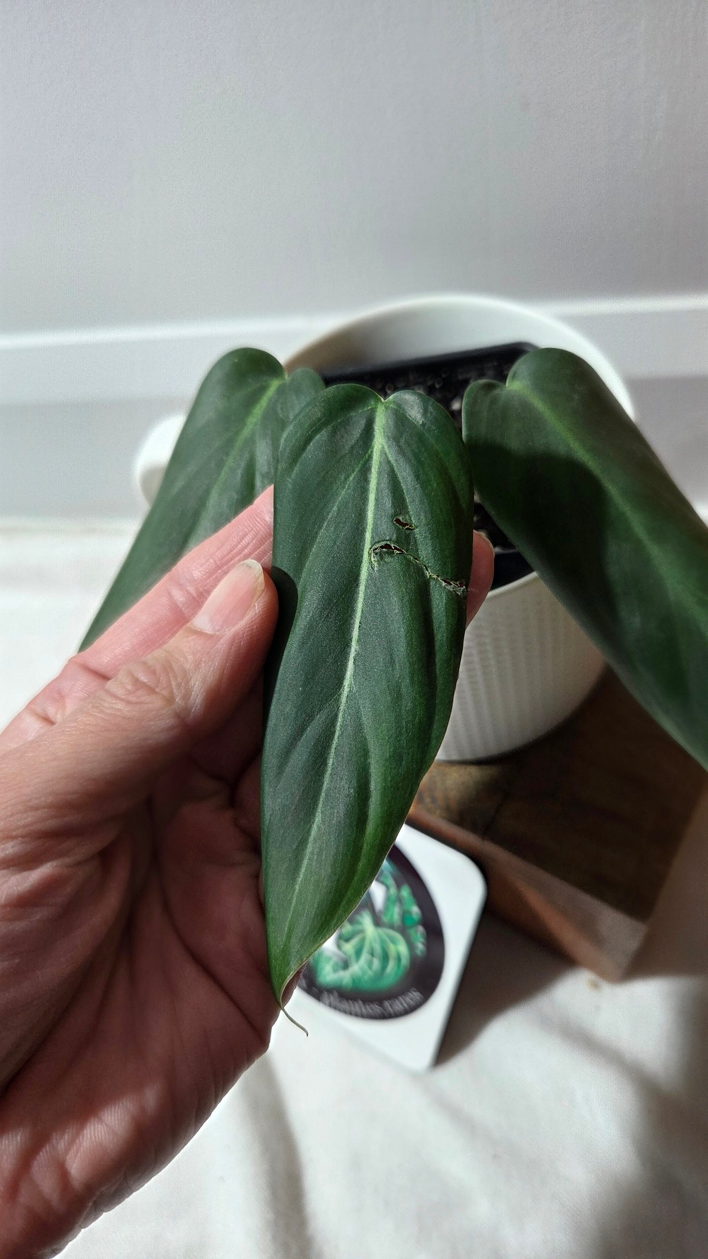 Philodendron Morning Sun  (Gloriosum X Asplundii)       (PHI-977)