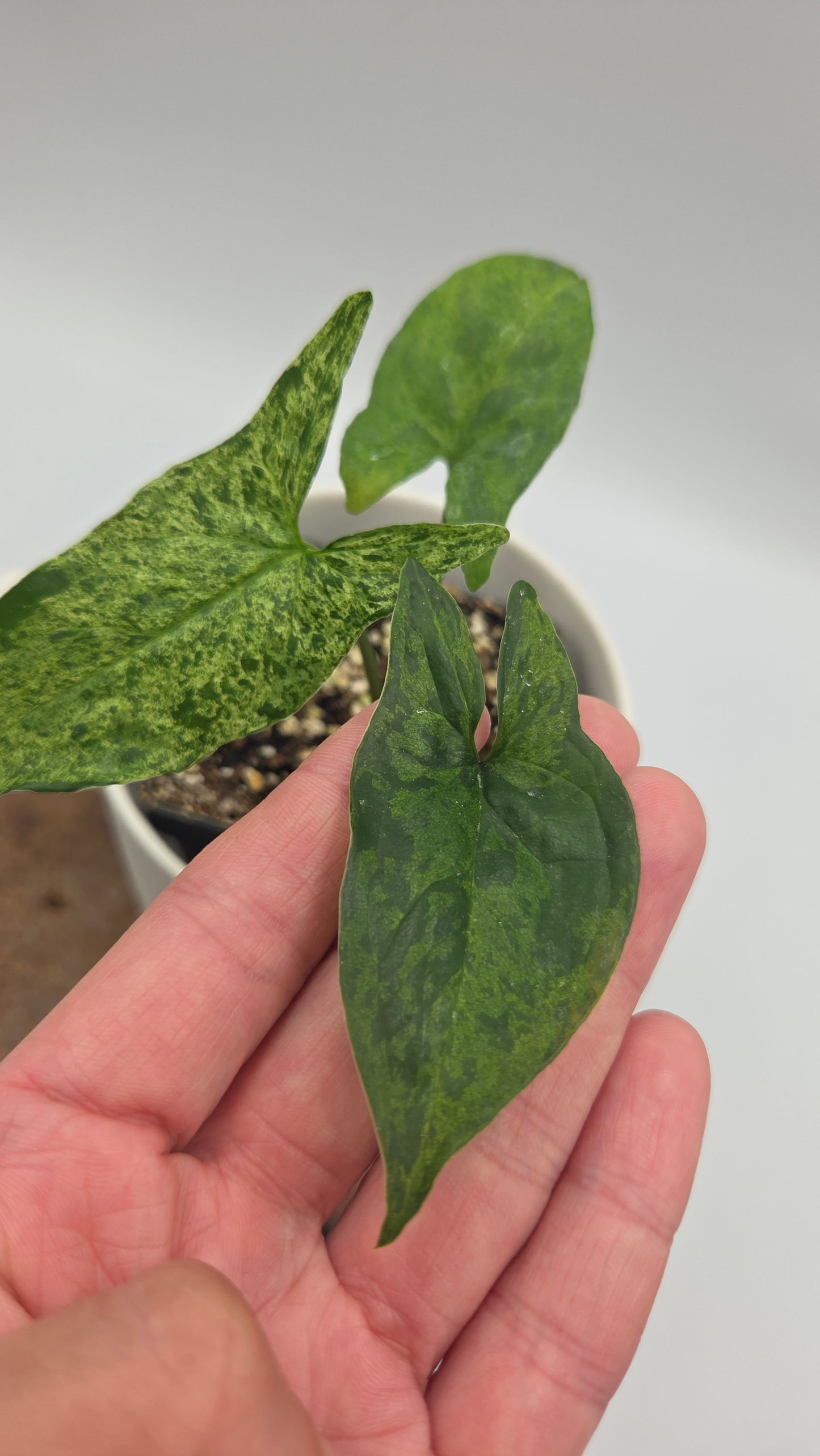 Syngonium Mojito (SYN-515)