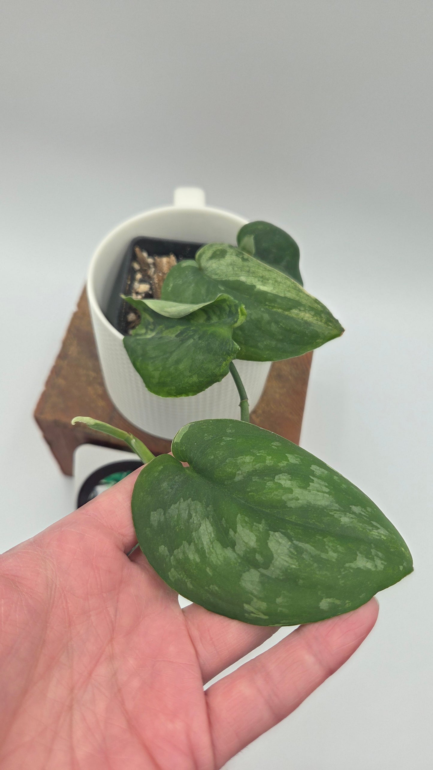 Scindapsus Dark Splash Variegata (SCI-758)