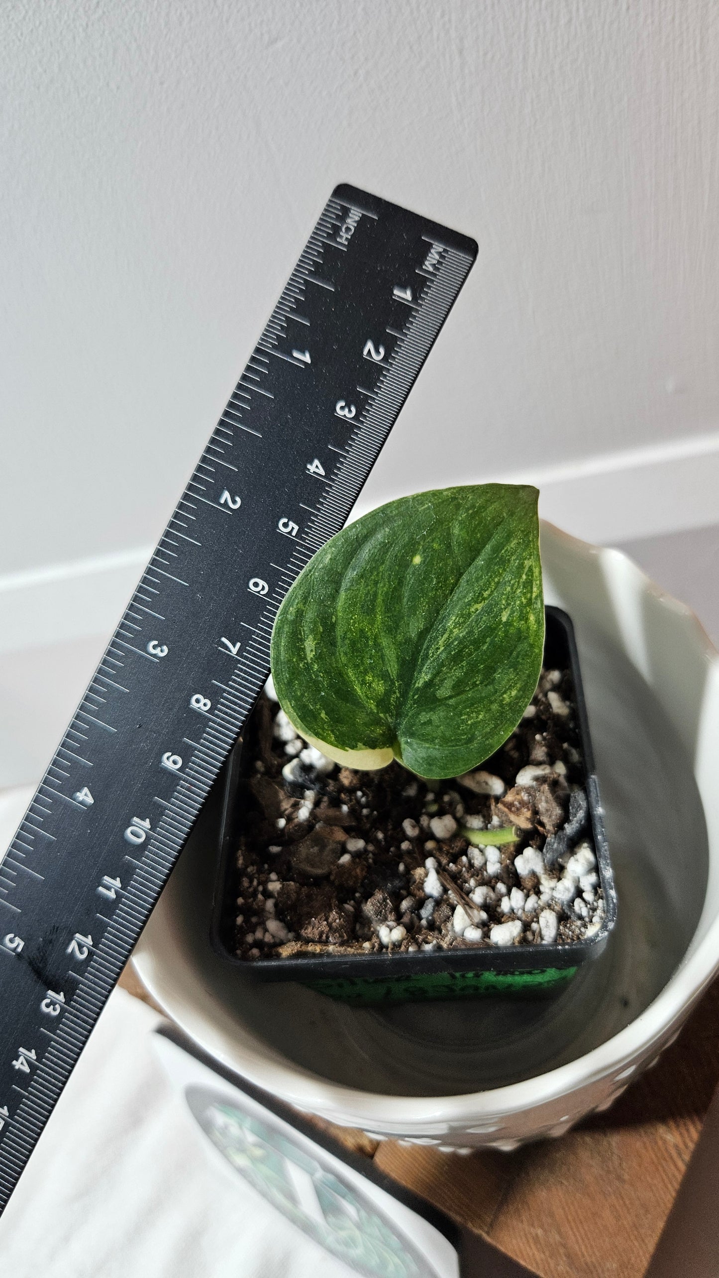 Scindapsus Silver Tattoo Variegata (SCI-752)