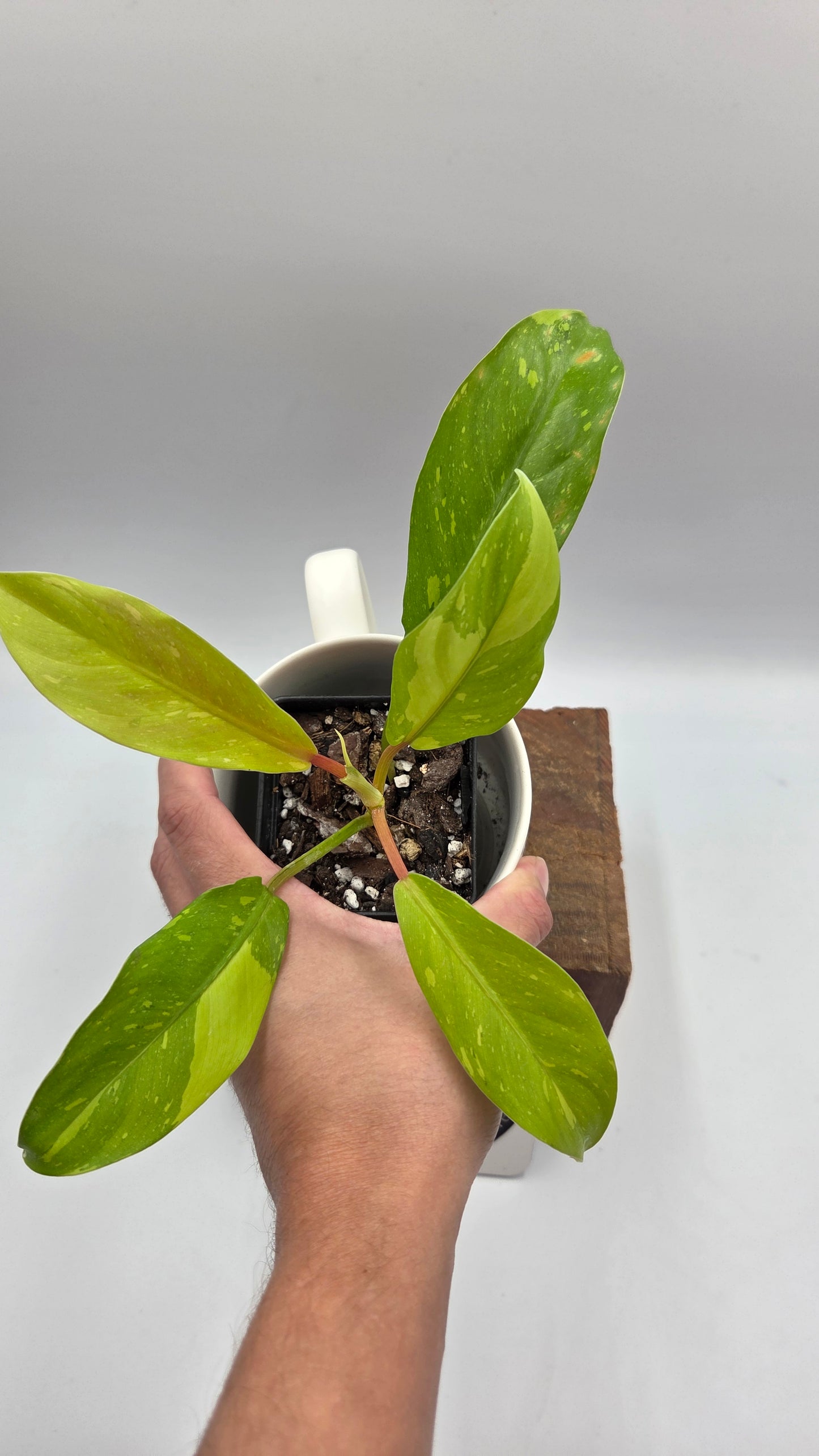 Philodendron Golden Goldness (PHI-1058)