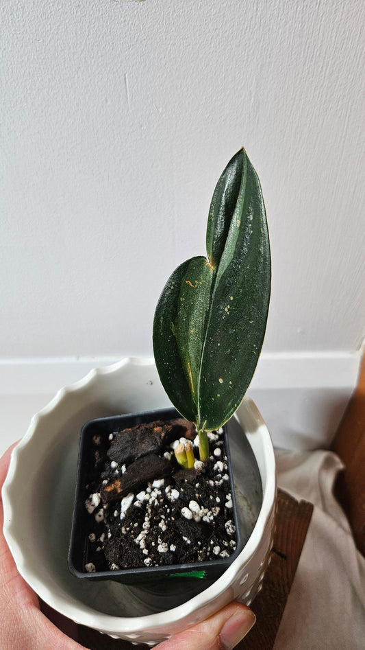 Scindapsus Treubii Dark Form silver (SCI-1011)