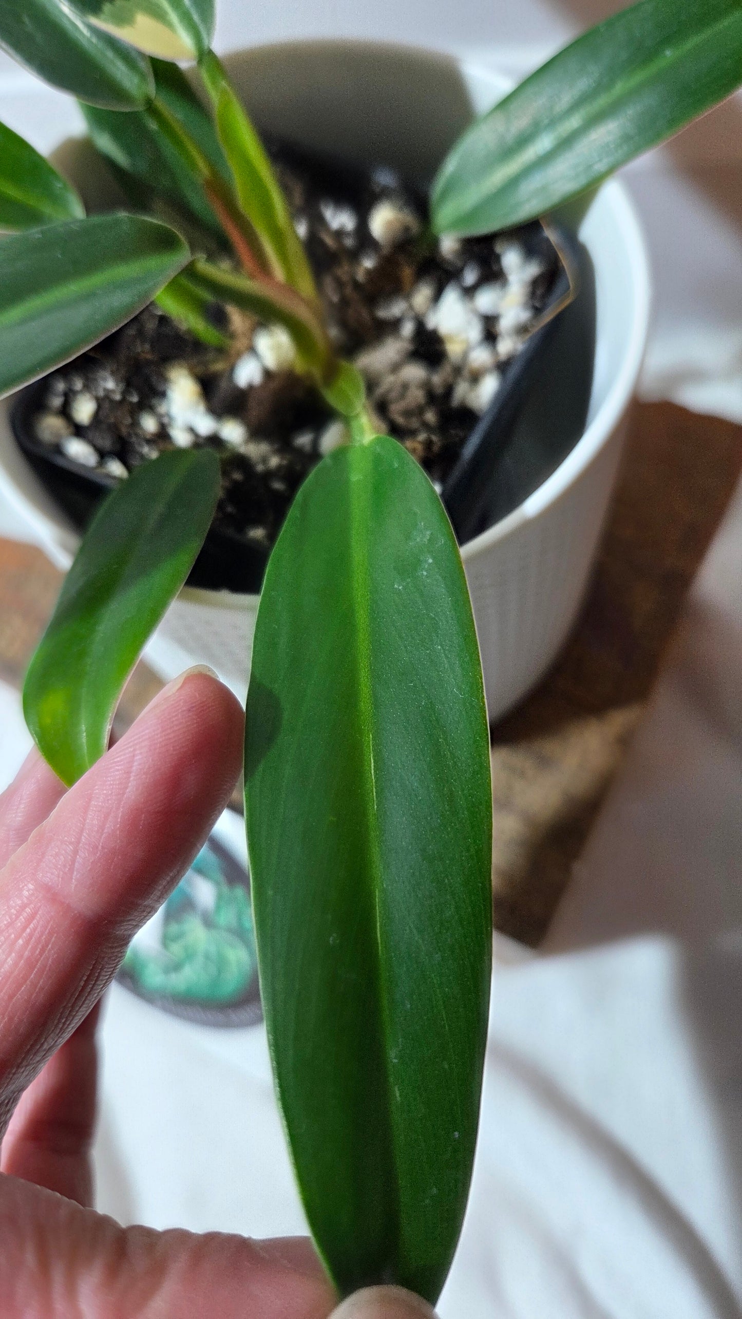 Philodendron Wend Imbe Variegata (PHI-975)