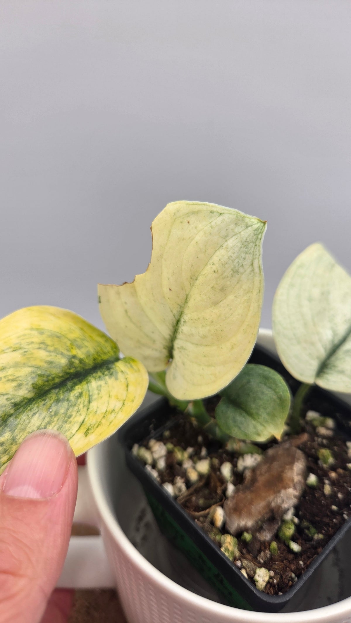 Scindapsus Silver Tattoo Variegata (SCI-1534)