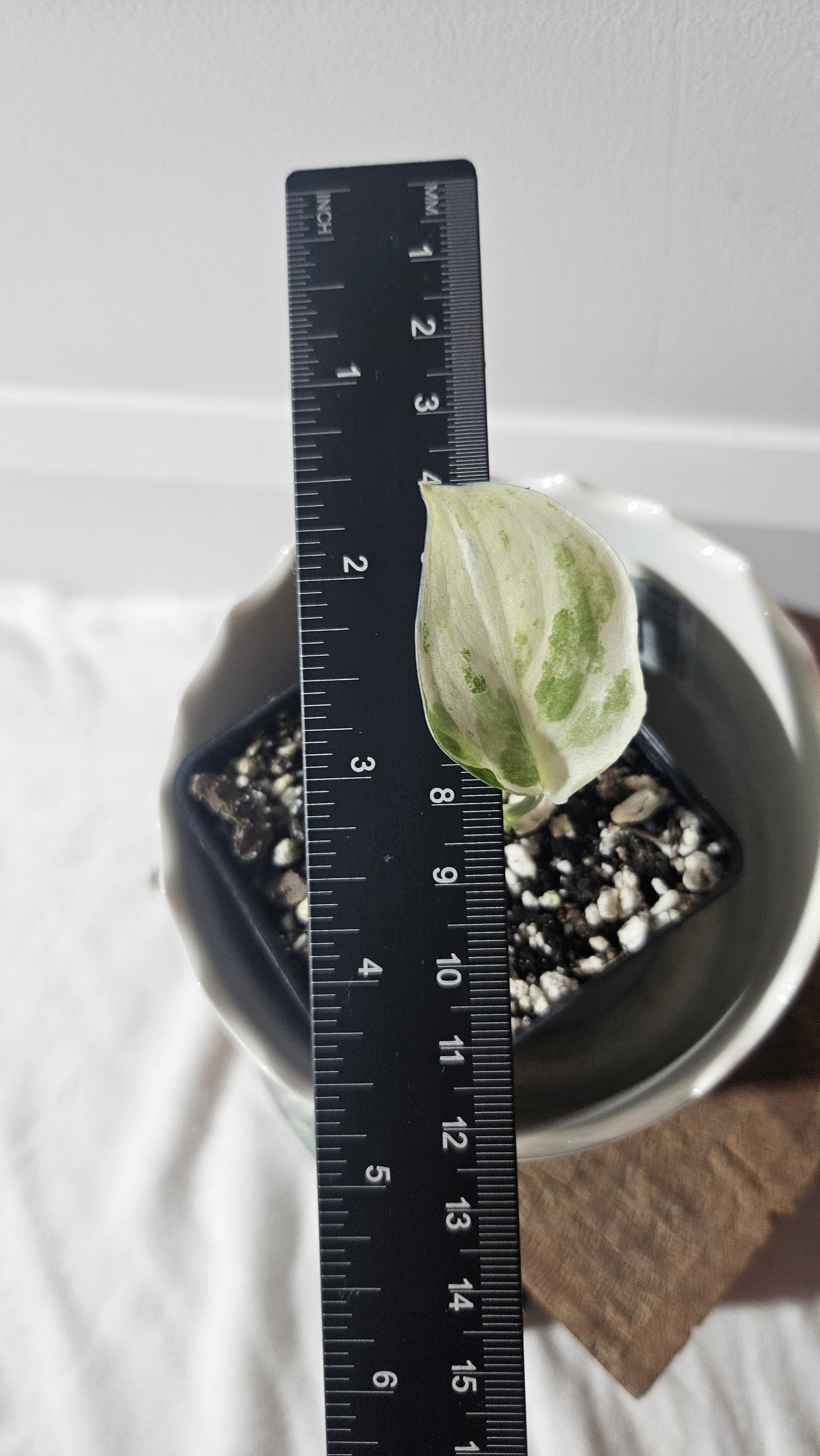 Scindapsus Satin Hapmun/Halimun (SCI-921)