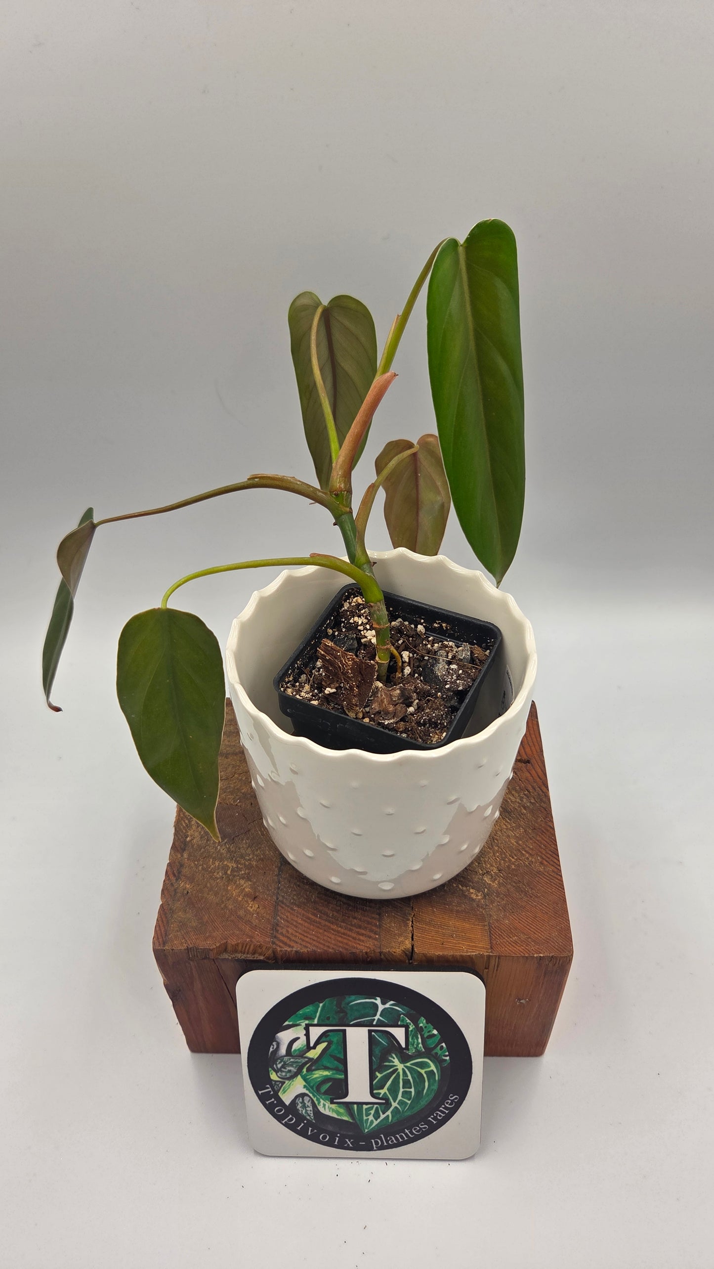Philodendron Esmeraldense Aff (PHI-692)