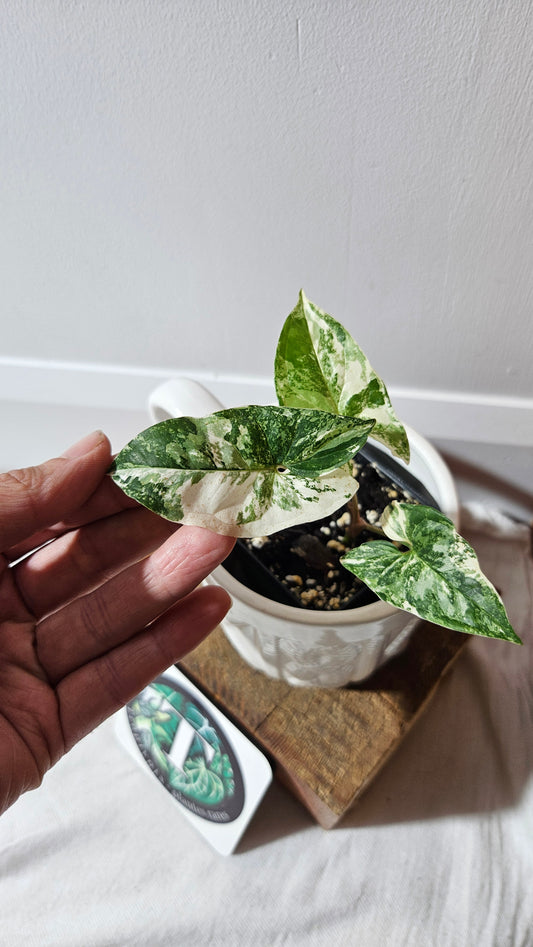 Syngonium Albo (SYN-468)