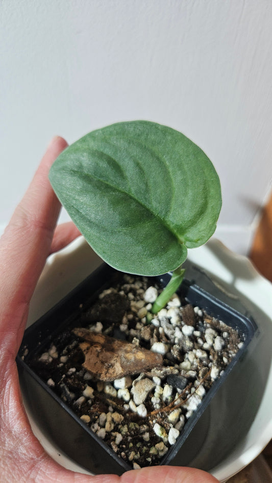 Scindapsus Silver Dragon (SCI-951)