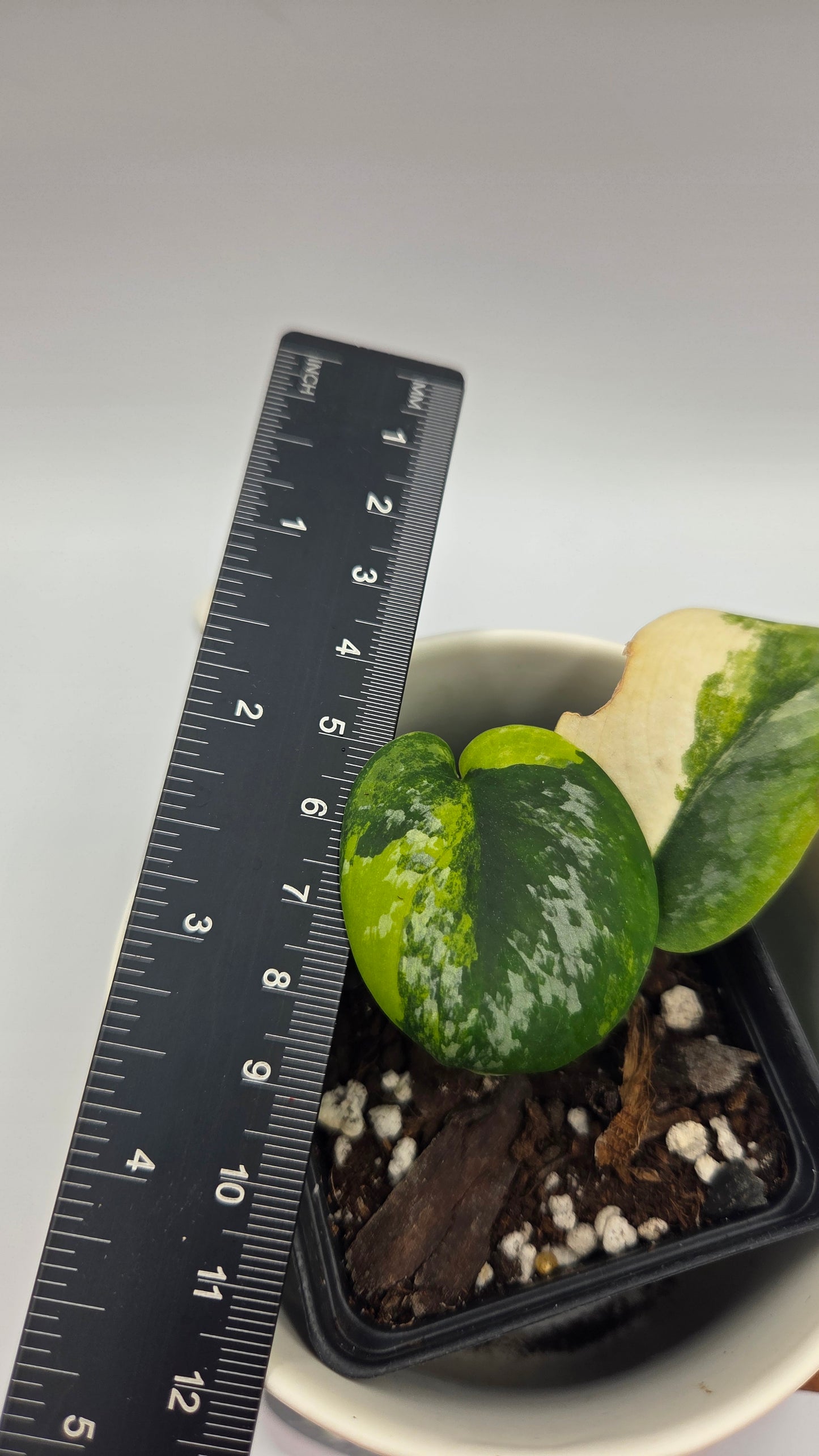Scindapsus Geulis (SCI-1480)
